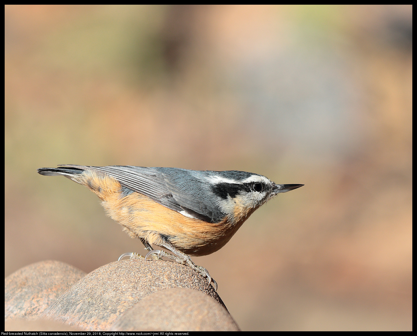 Red-breasted Nuthatch (Sitta canadensis), November 29, 2018