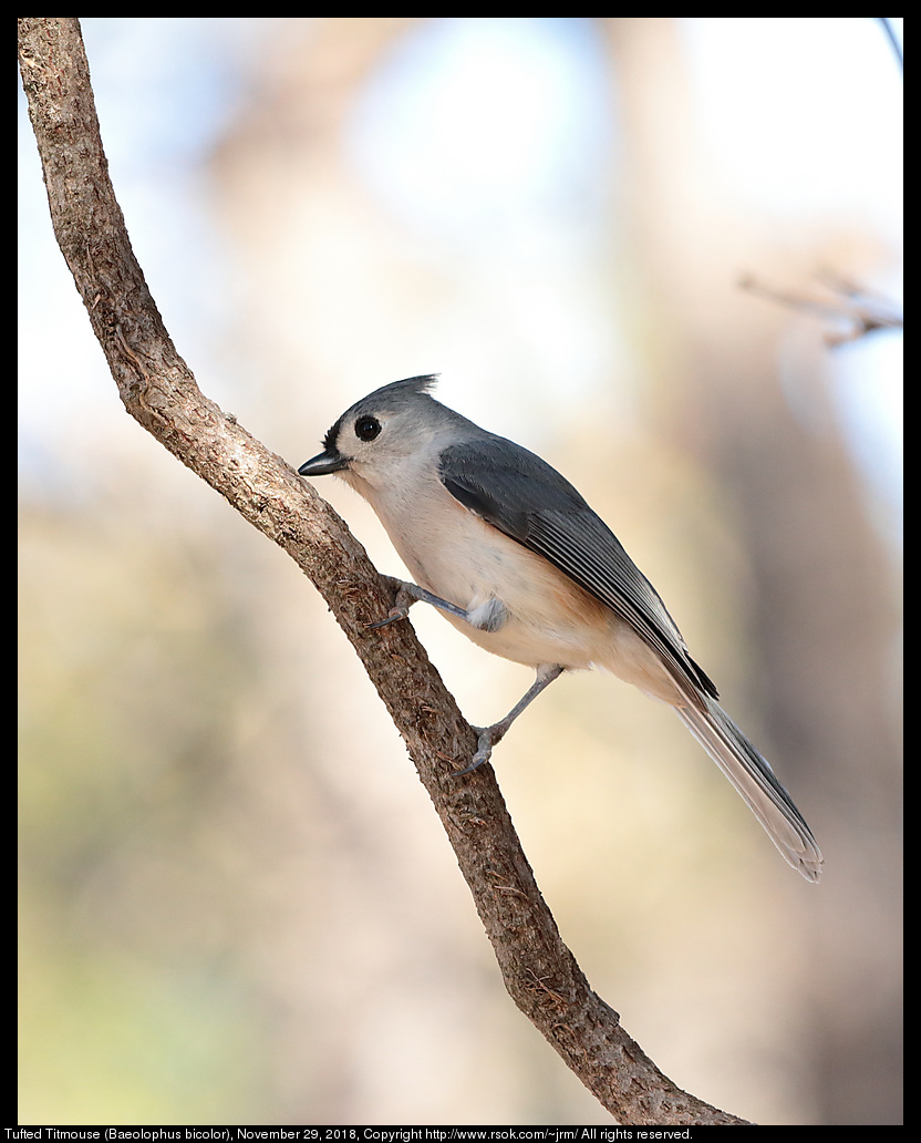 Tufted Titmouse (Baeolophus bicolor), November 29, 2018