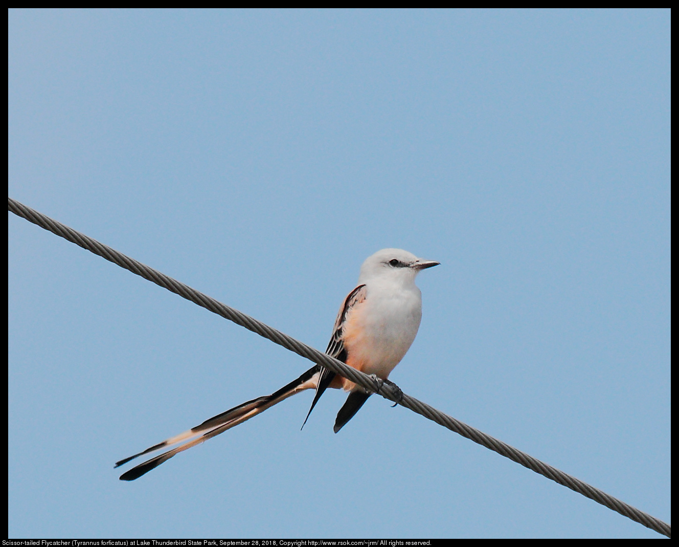 Scissor-tailed Flycatcher (Tyrannus forficatus) at Lake Thunderbird State Park, September 28, 2018