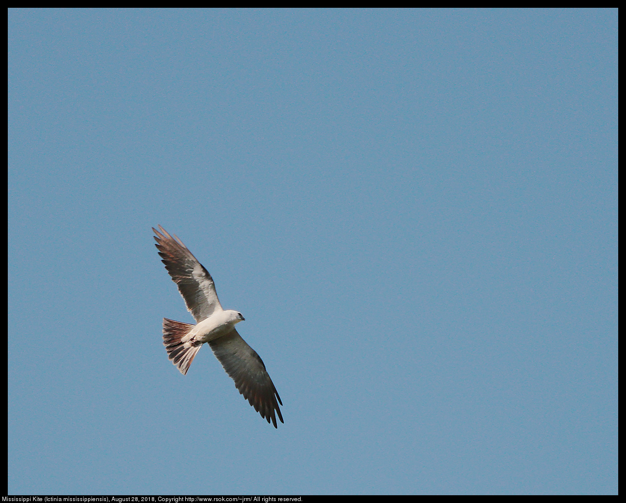 Mississippi Kite (Ictinia mississippiensis), August 28, 2018