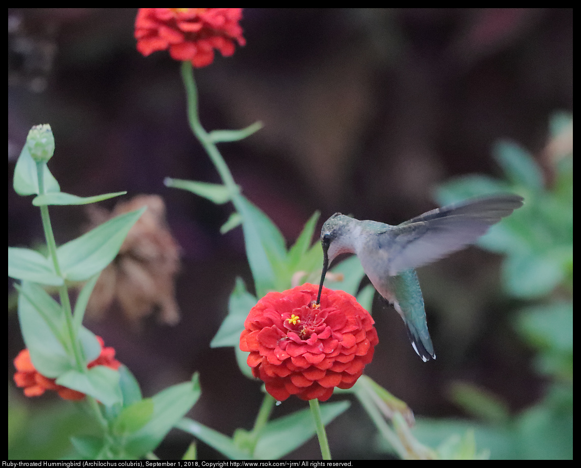 Ruby-throated Hummingbird (Archilochus colubris), September 1, 2018
