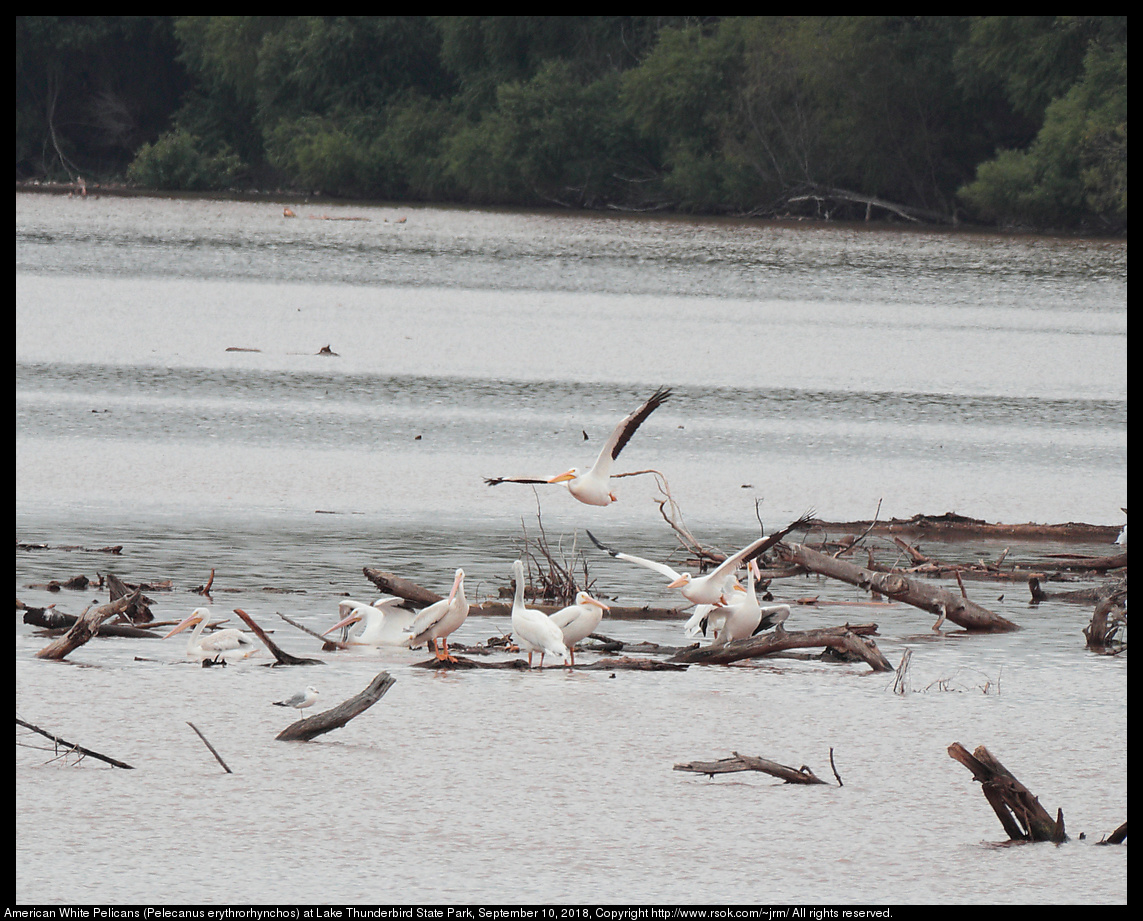 American White Pelicans (Pelecanus erythrorhynchos) at Lake Thunderbird State Park, September 10, 2018