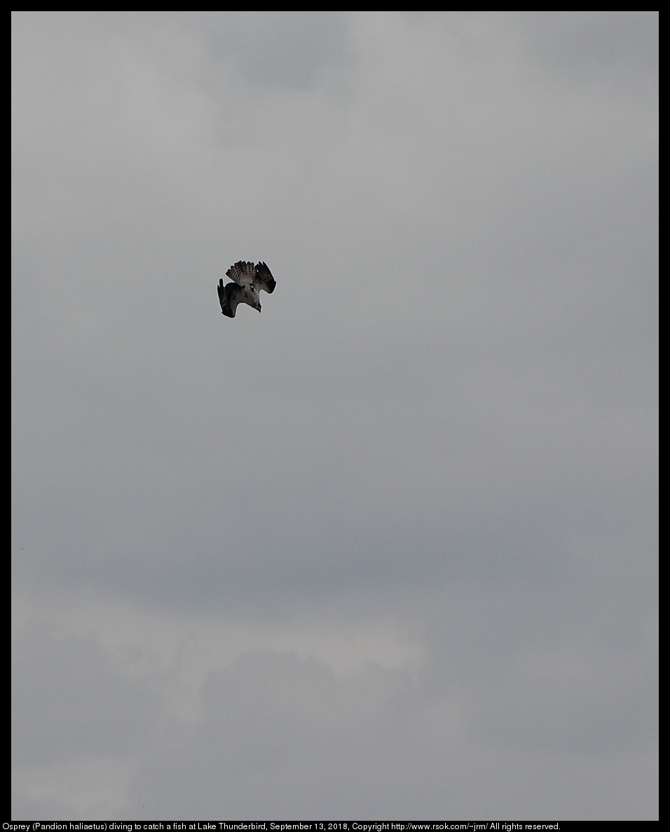 Osprey (Pandion haliaetus) diving to catch a fish at Lake Thunderbird, September 13, 2018