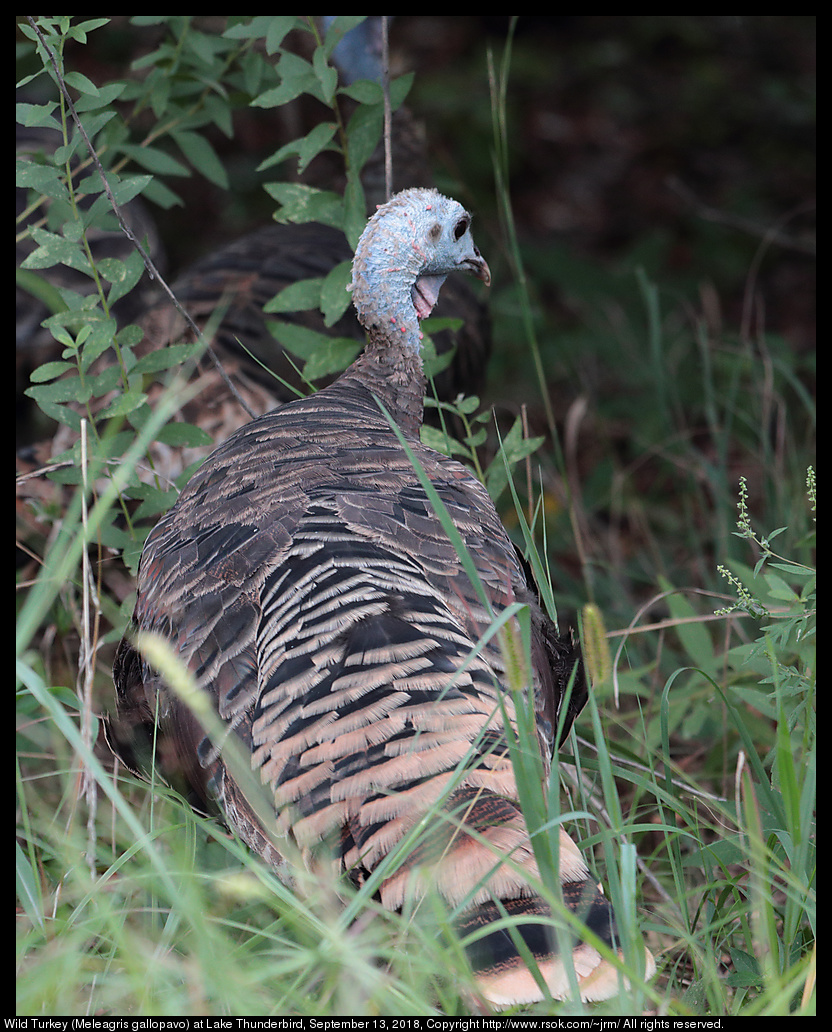 Wild Turkey (Meleagris gallopavo) at Lake Thunderbird, September 13, 2018