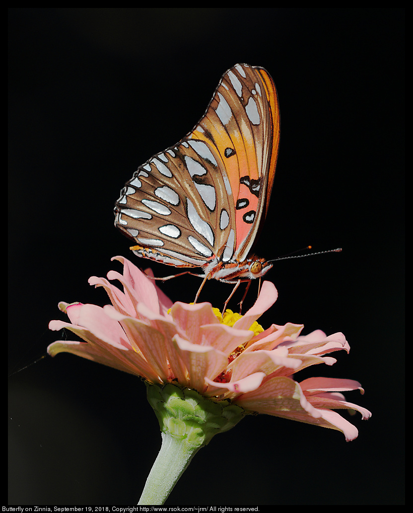 Butterfly on Zinnia, September 19, 2018