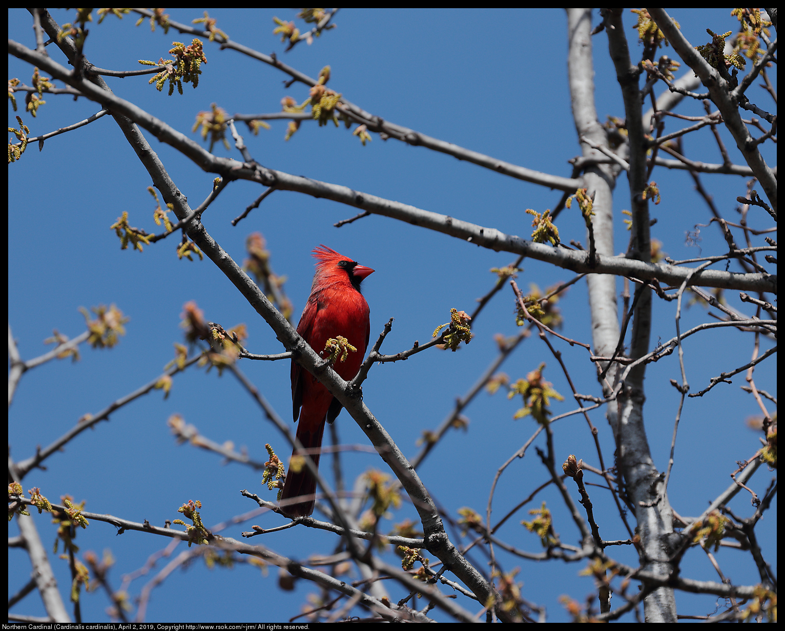 Northern Cardinal (Cardinalis cardinalis), April 2, 2019