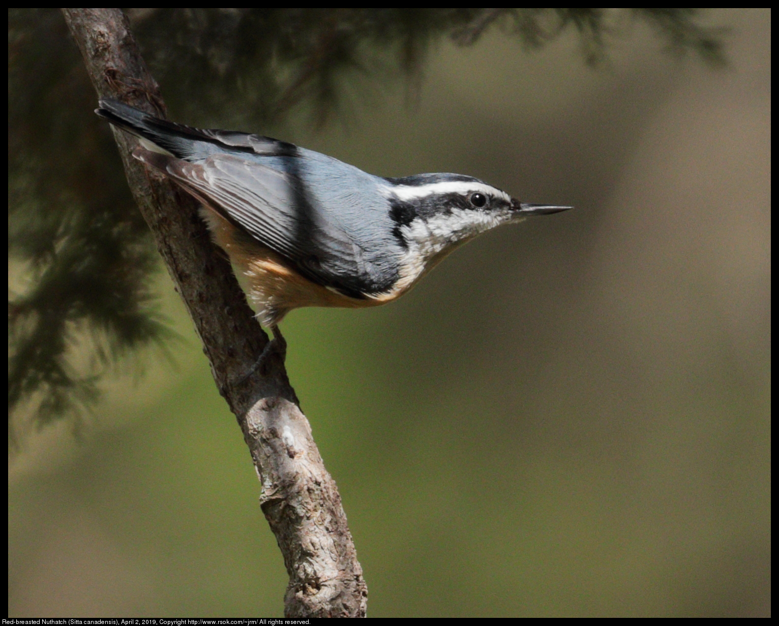 Red-breasted Nuthatch (Sitta canadensis), April 2, 2019