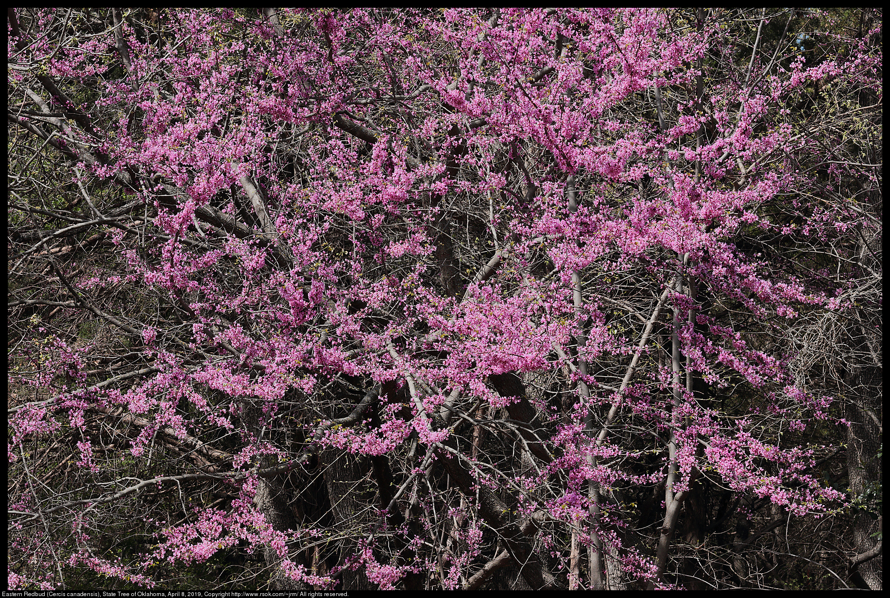 Eastern Redbud (Cercis canadensis), State Tree of Oklahoma, April 8, 2019