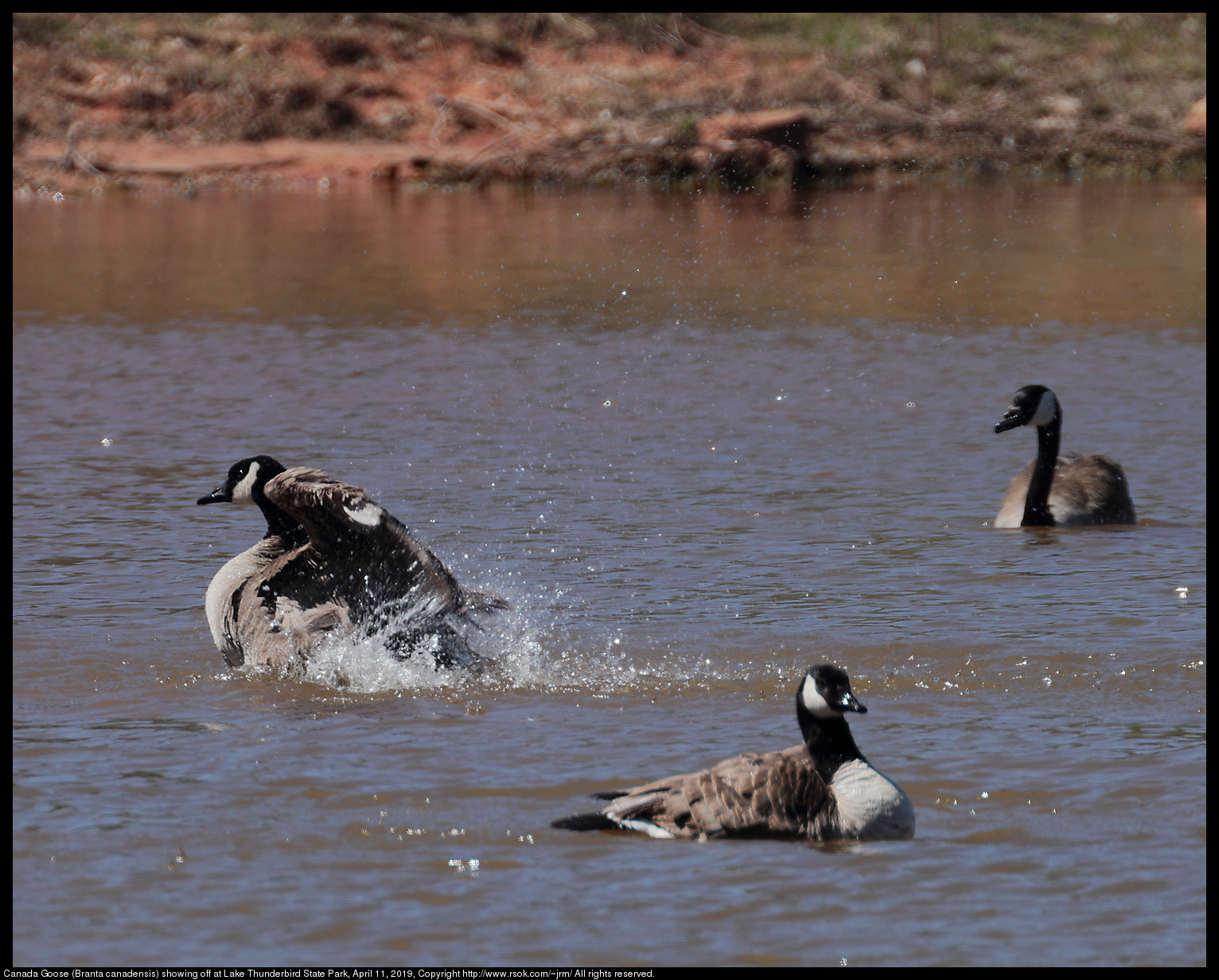 Canada Goose (Branta canadensis) showing off at Lake Thunderbird State Park, April 11, 2019