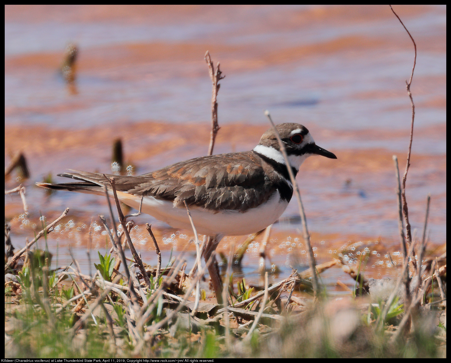 Killdeer (Charadrius vociferus) at Lake Thunderbird State Park, April 11, 2019