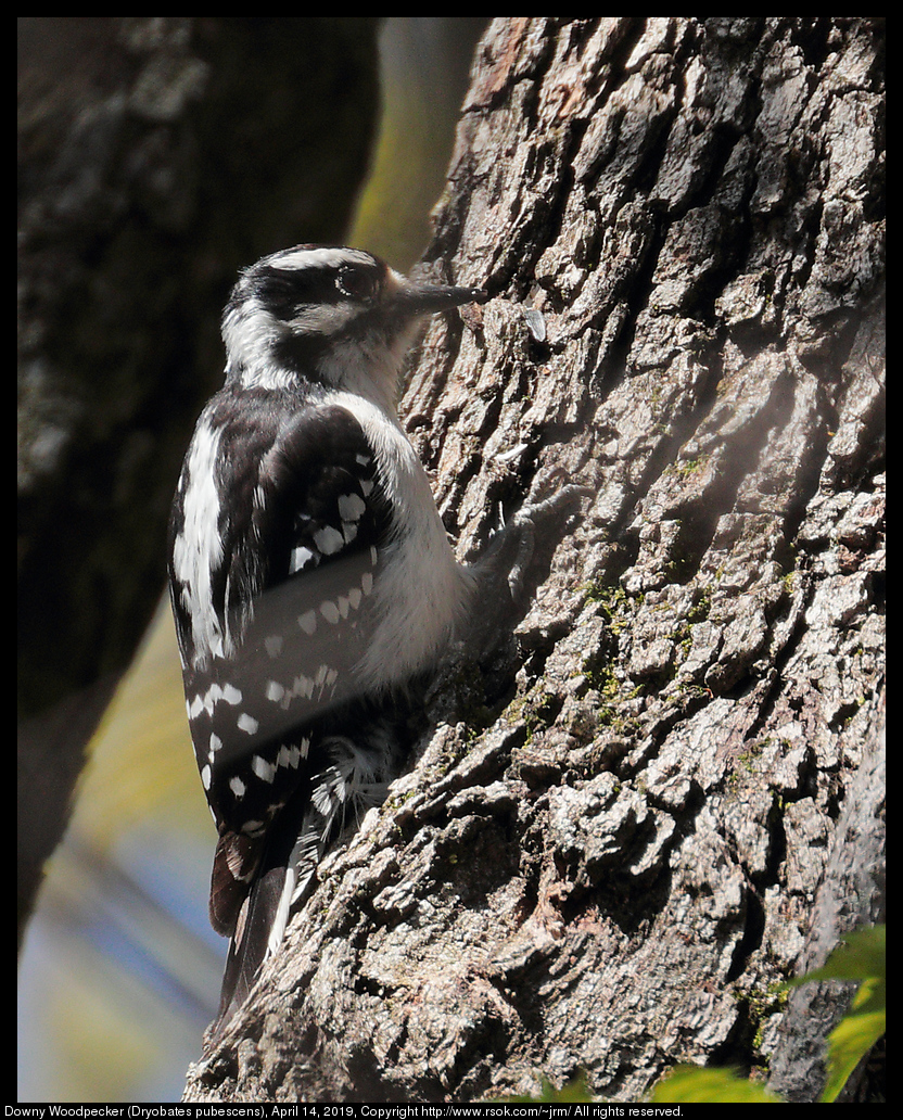 Downy Woodpecker (Dryobates pubescens), April 14, 2019