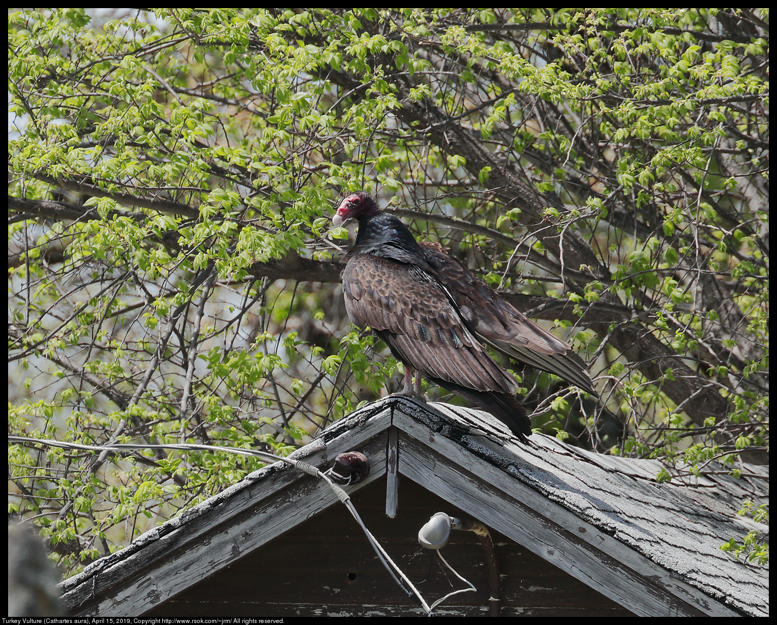 Turkey Vulture (Cathartes aura), April 15, 2019