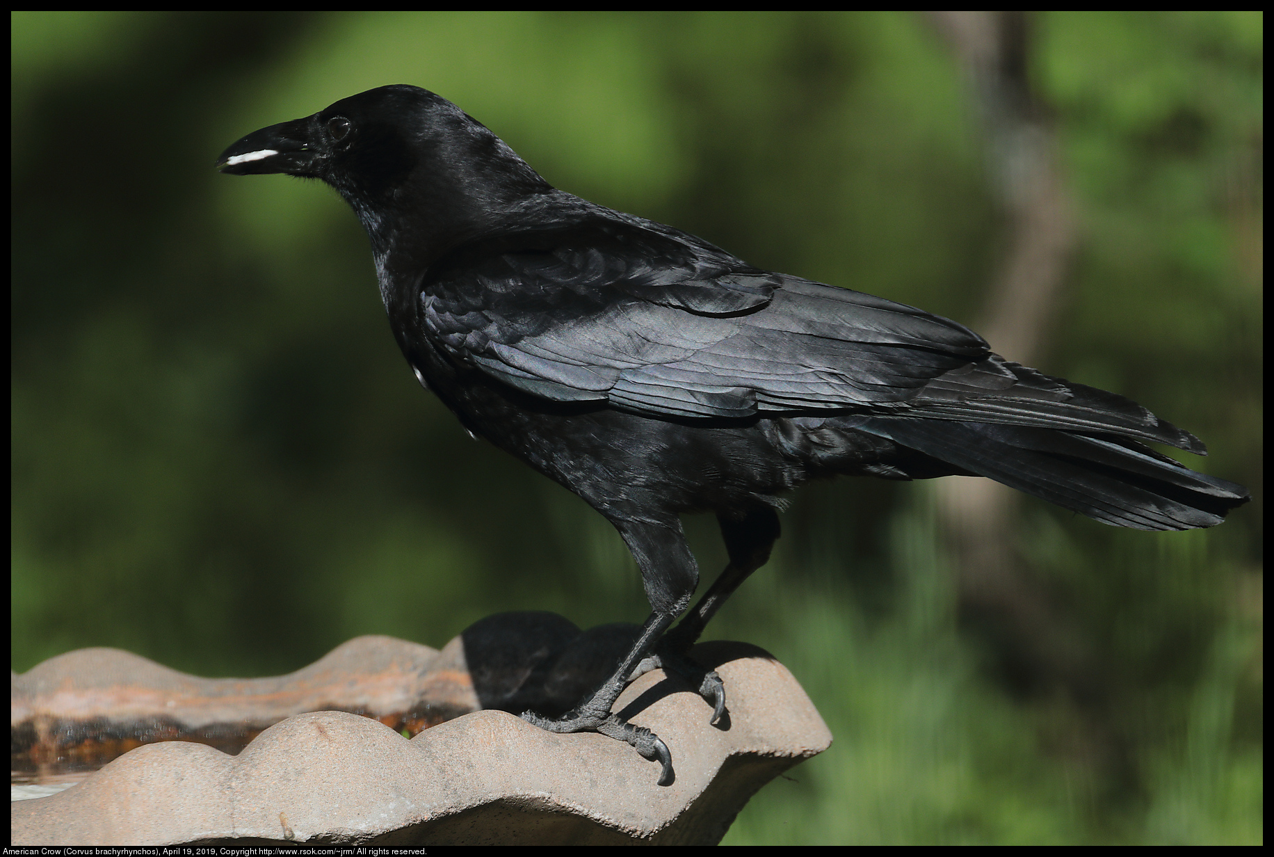 American Crow (Corvus brachyrhynchos), April 19, 2019
