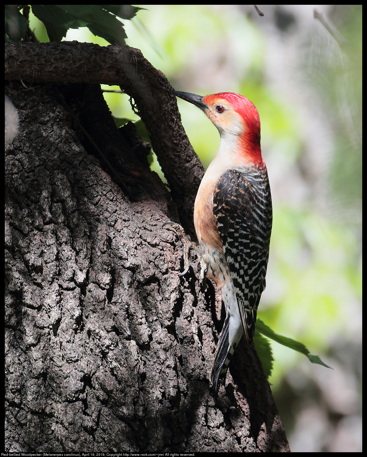Red-bellied Woodpecker (Melanerpes carolinus), April 19, 2019