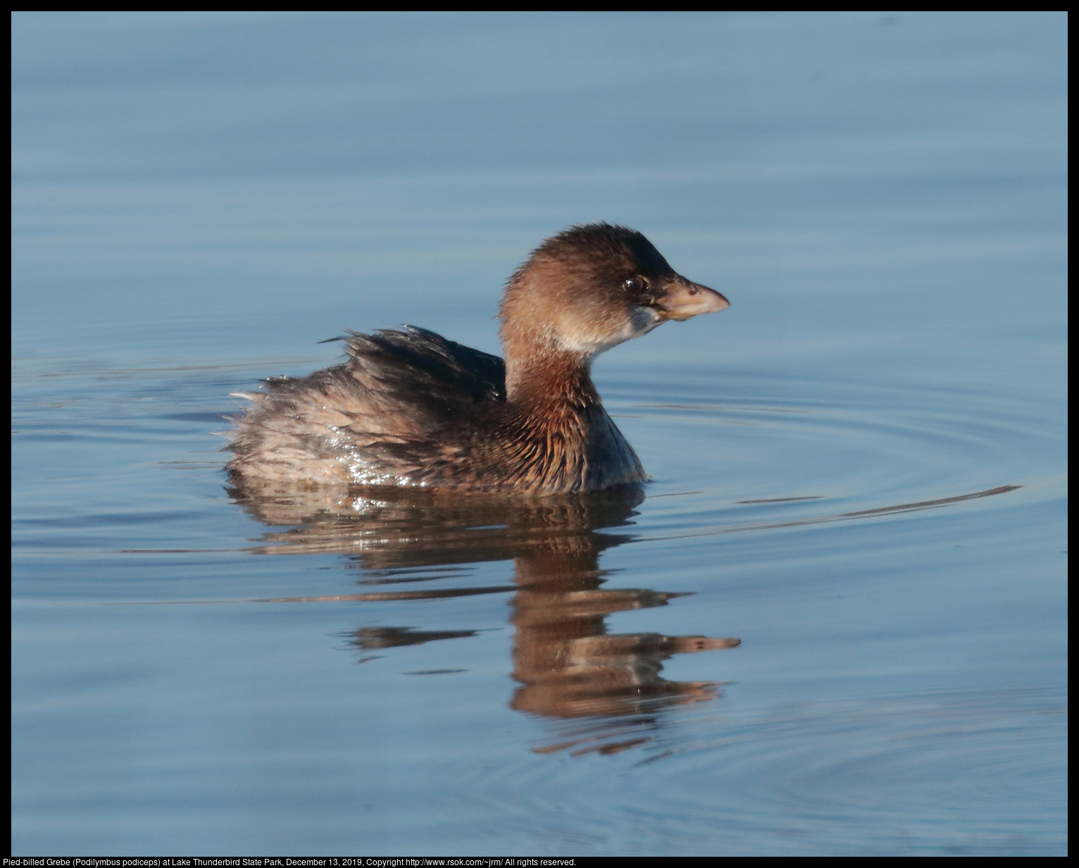 Pied-billed Grebe (Podilymbus podiceps) at Lake Thunderbird State Park, December 13, 2019