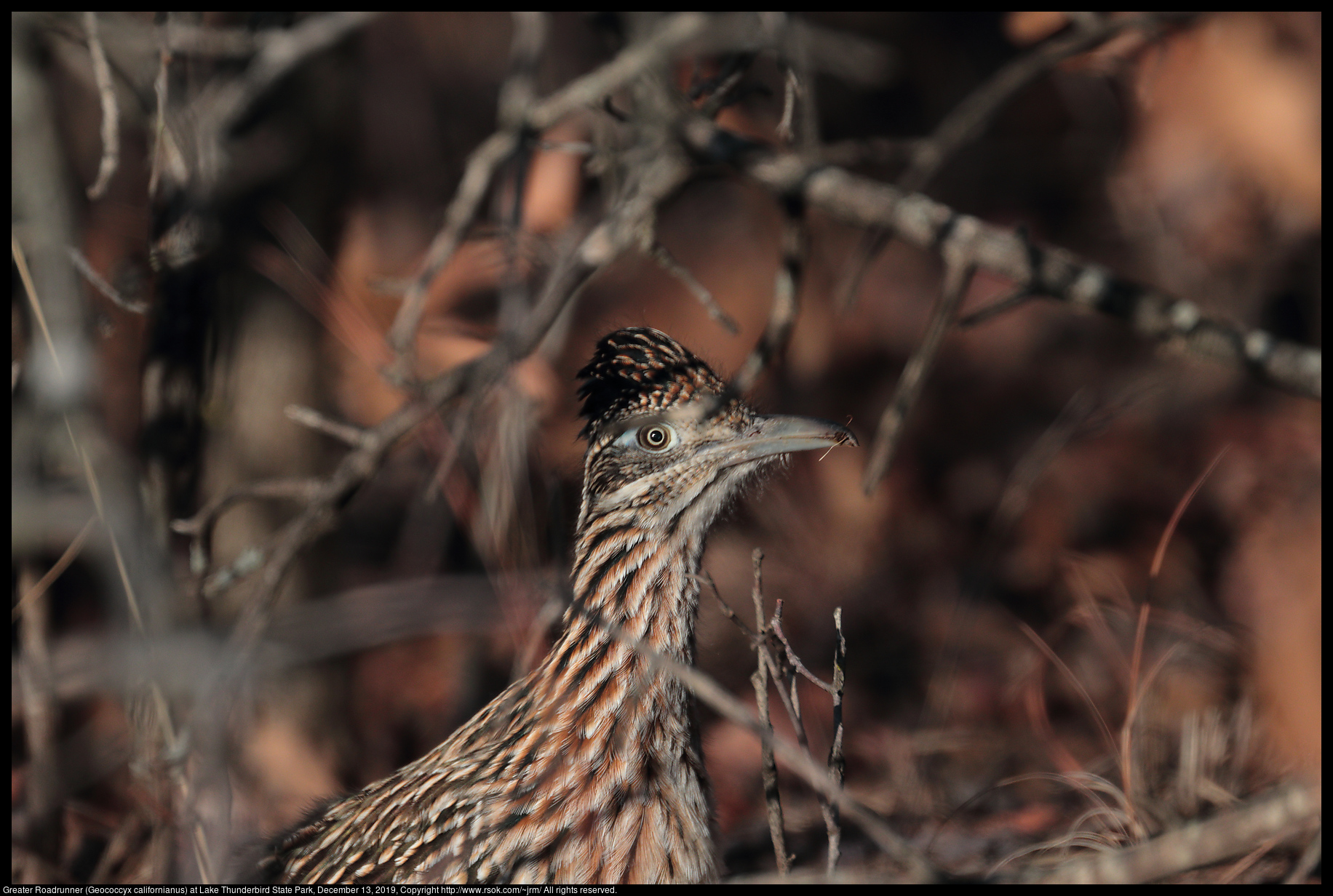 Greater Roadrunner (Geococcyx californianus) at Lake Thunderbird State Park, December 13, 2019