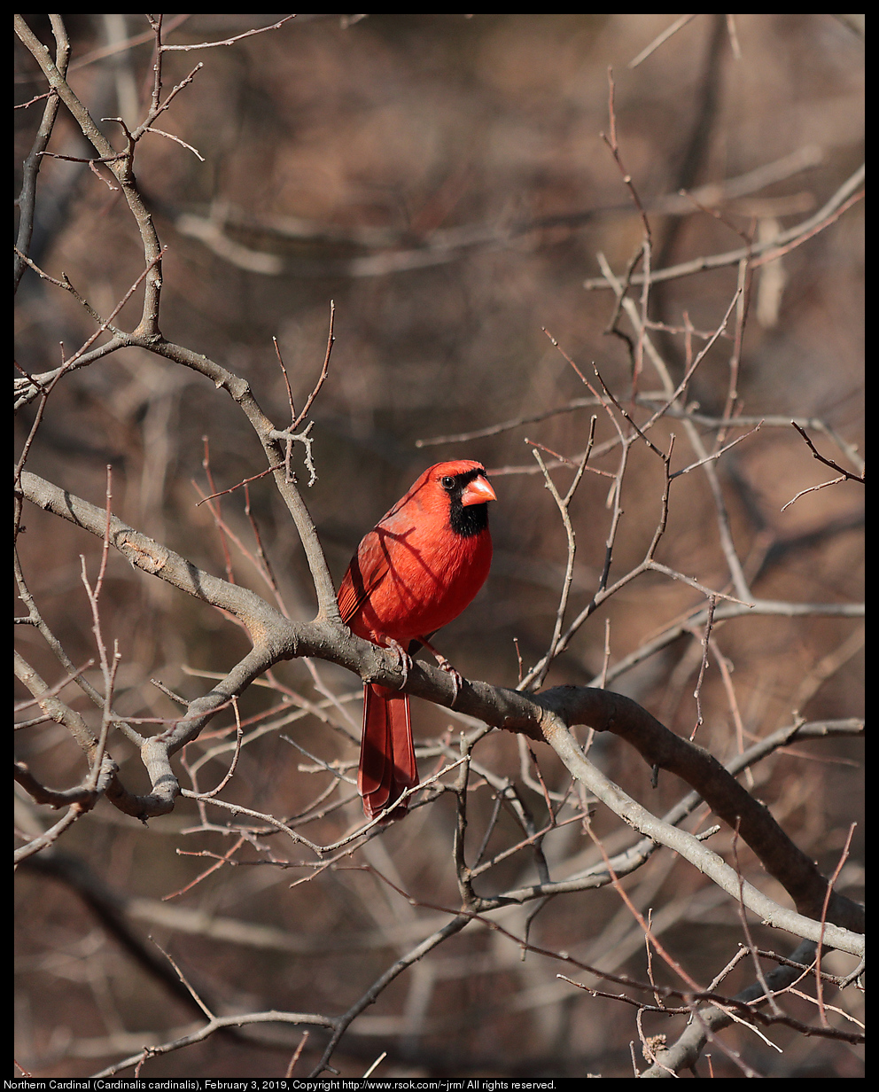 Northern Cardinal (Cardinalis cardinalis), February 3, 2019