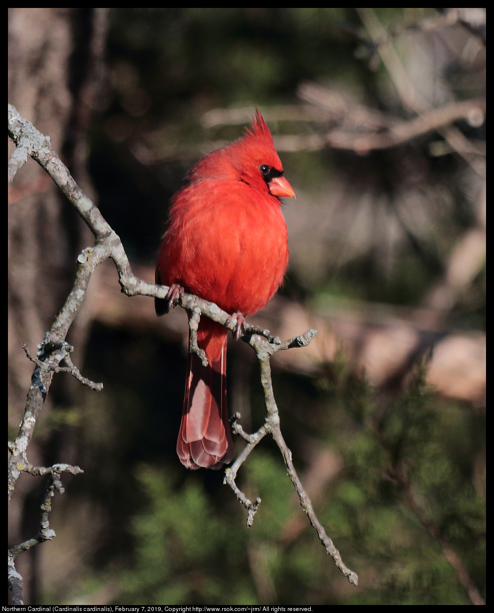 Northern Cardinal (Cardinalis cardinalis), February 7, 2019