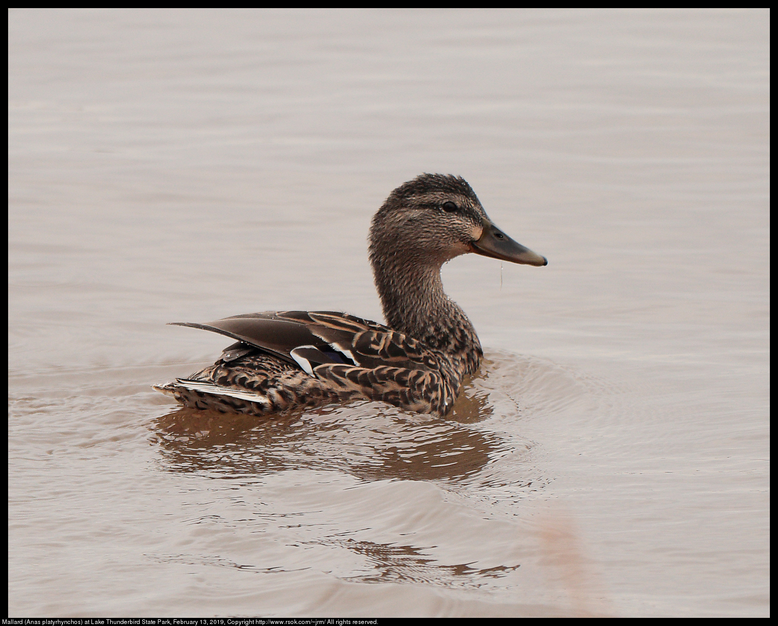 Mallard (Anas platyrhynchos) at Lake Thunderbird State Park, February 13, 2019