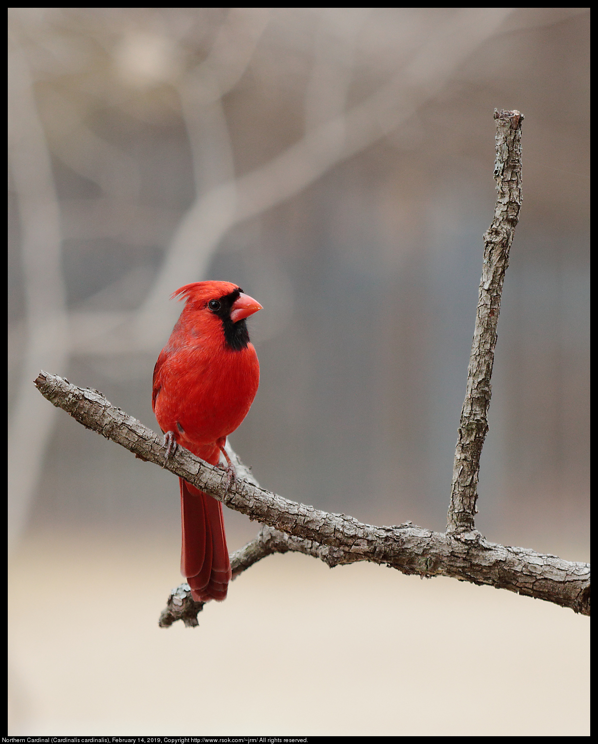 Northern Cardinal (Cardinalis cardinalis), February 14, 2019