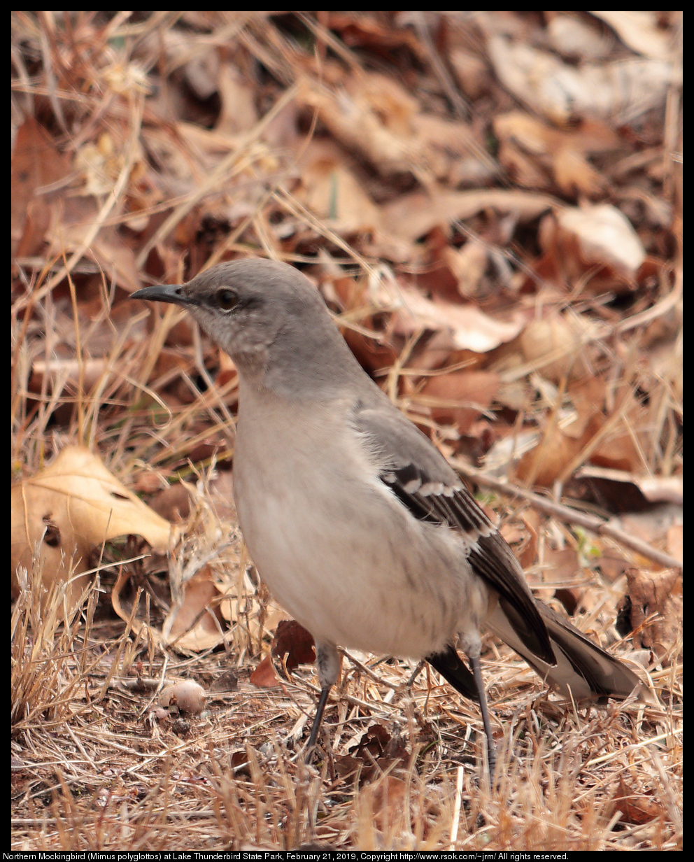 Northern Mockingbird (Mimus polyglottos) at Lake Thunderbird State Park, February 21, 2019