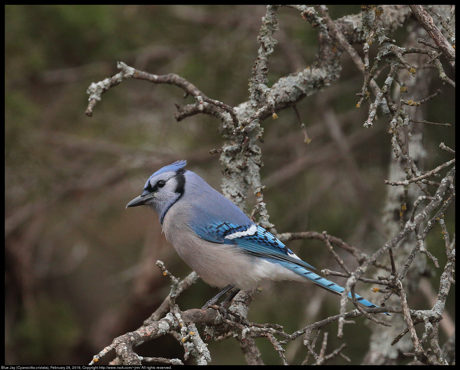 Blue Jay (Cyanocitta cristata), February 26, 2019