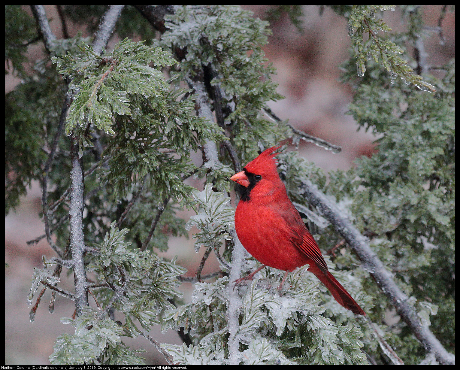 Northern Cardinal (Cardinalis cardinalis), January 3, 2019