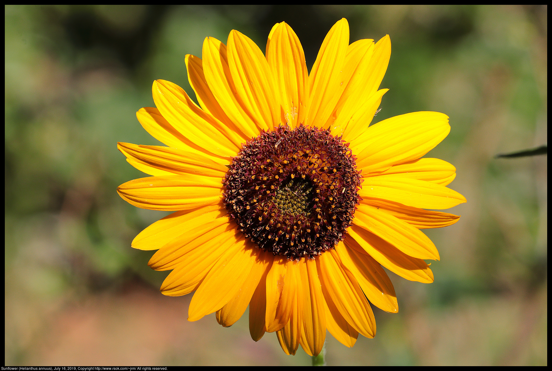 Sunflower (Helianthus annuus), July 16, 2019