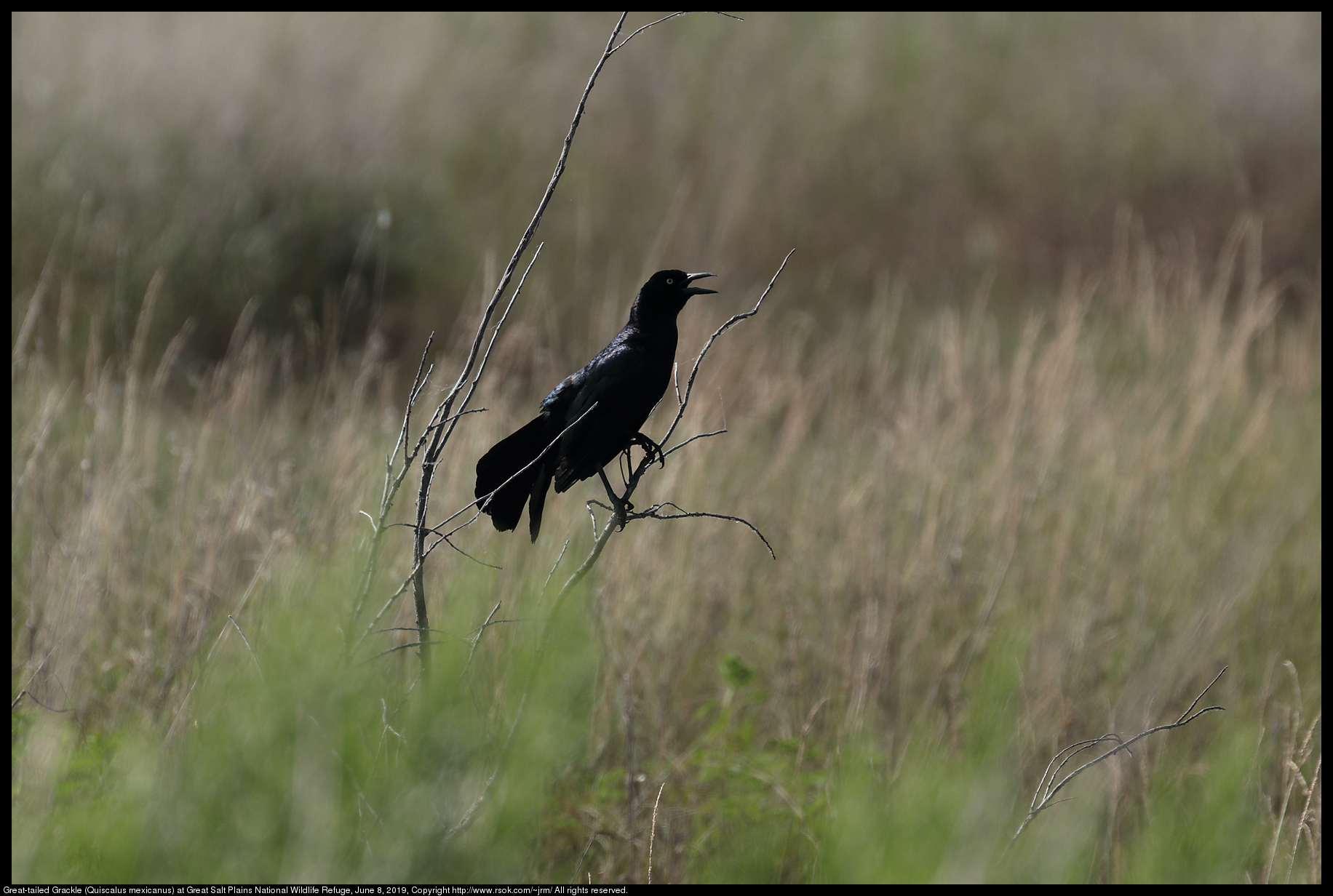 Great-tailed Grackle (Quiscalus mexicanus) at Great Salt Plains National Wildlife Refuge, June 8, 2019