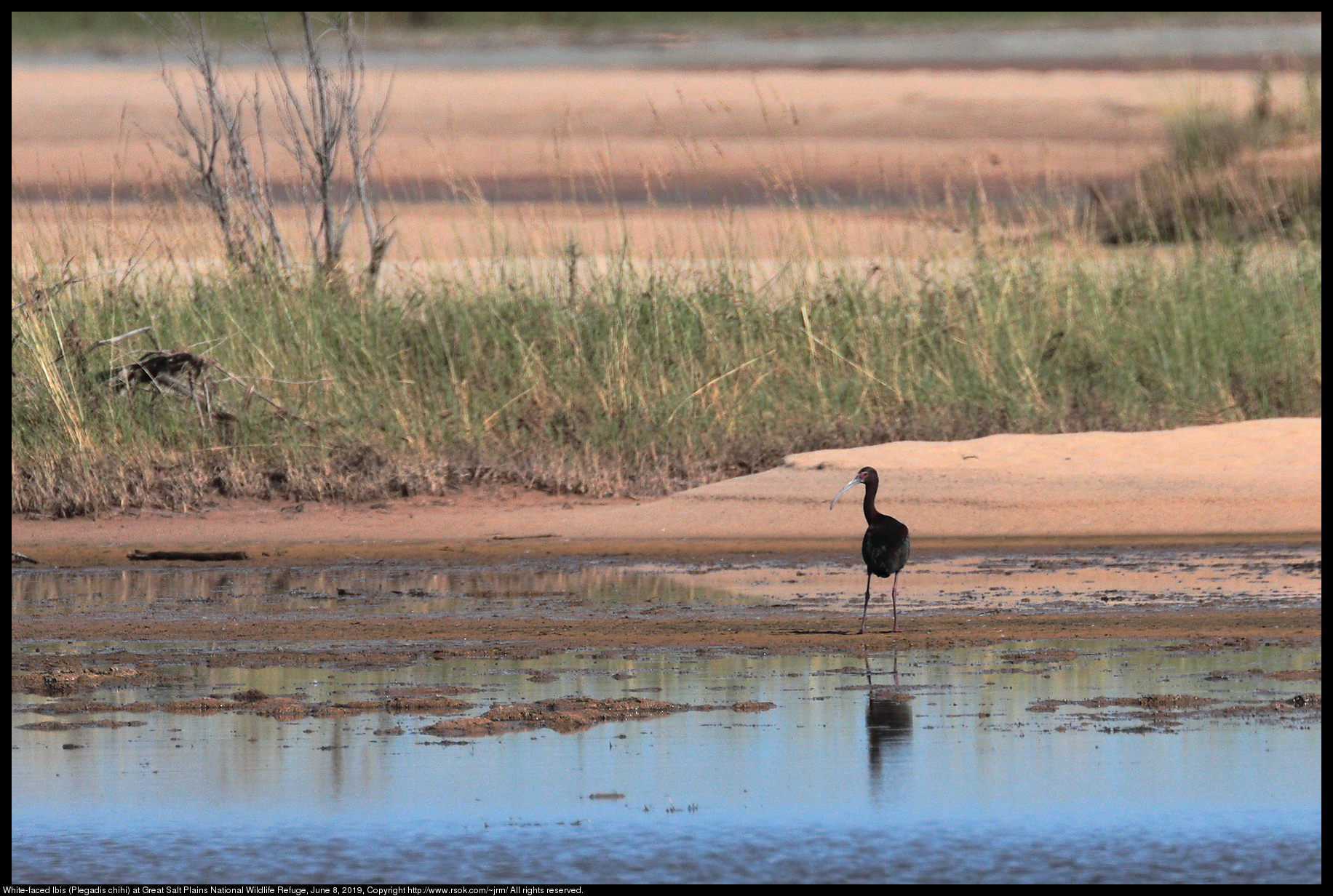 White-faced Ibis (Plegadis chihi) at Great Salt Plains National Wildlife Refuge, June 8, 2019