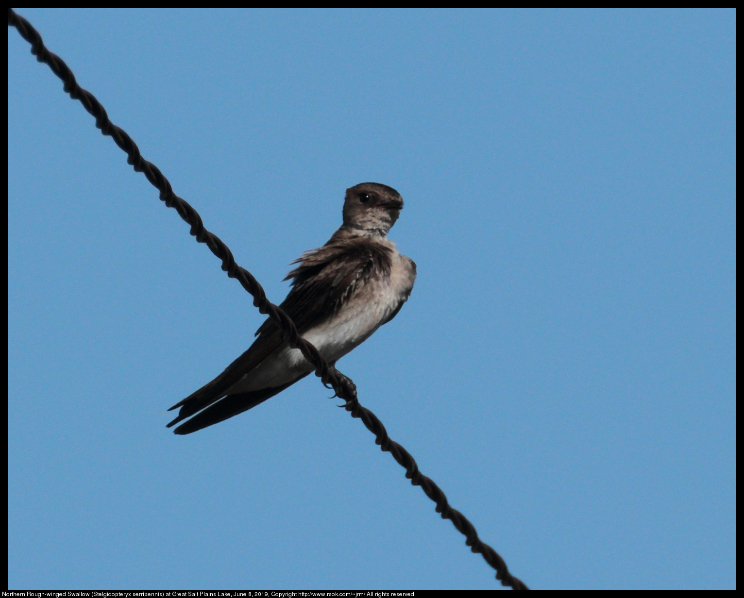 Northern Rough-winged Swallow (Stelgidopteryx serripennis) at Great Salt Plains Lake, June 8, 2019