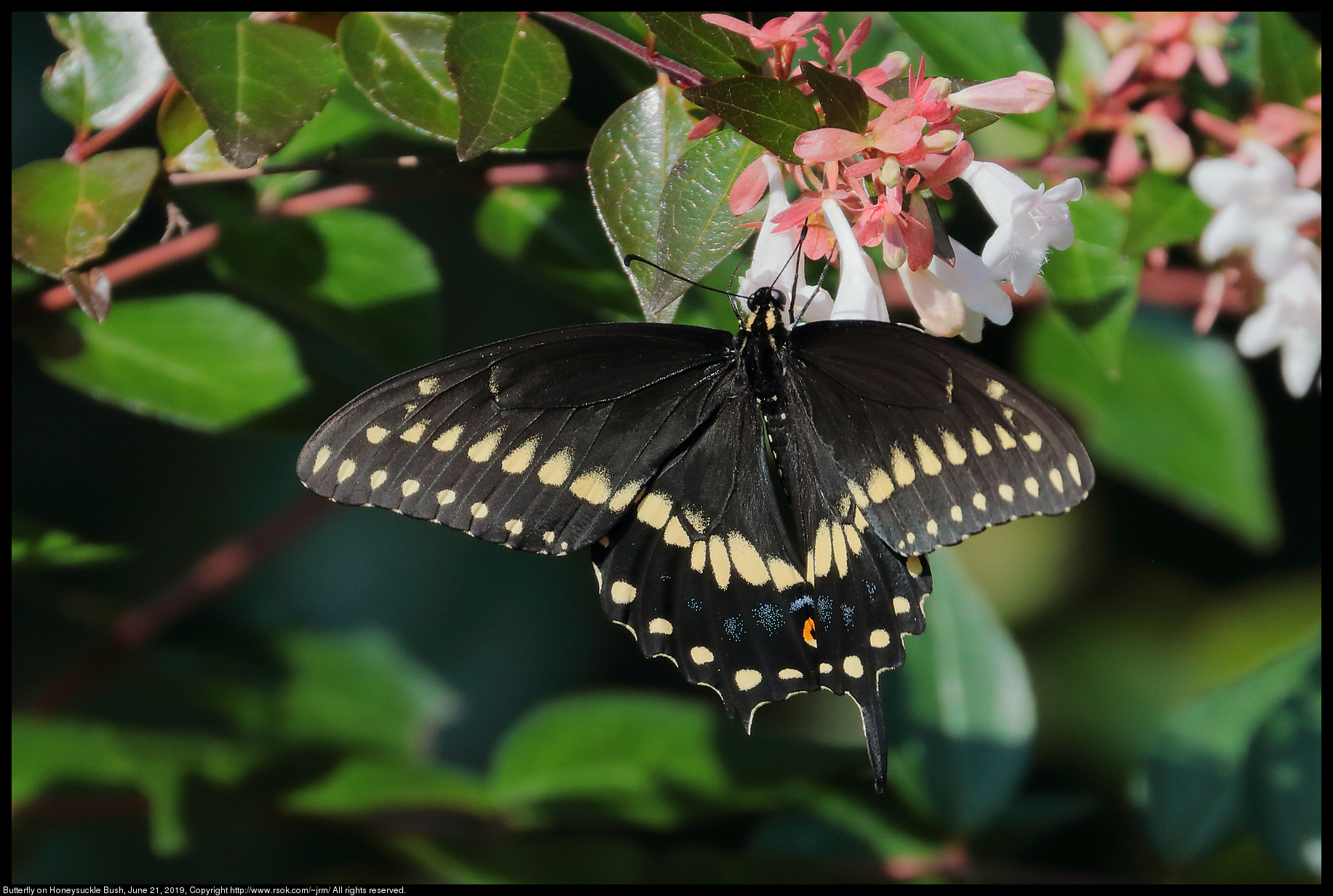 Butterfly on Honeysuckle Bush, June 21, 2019