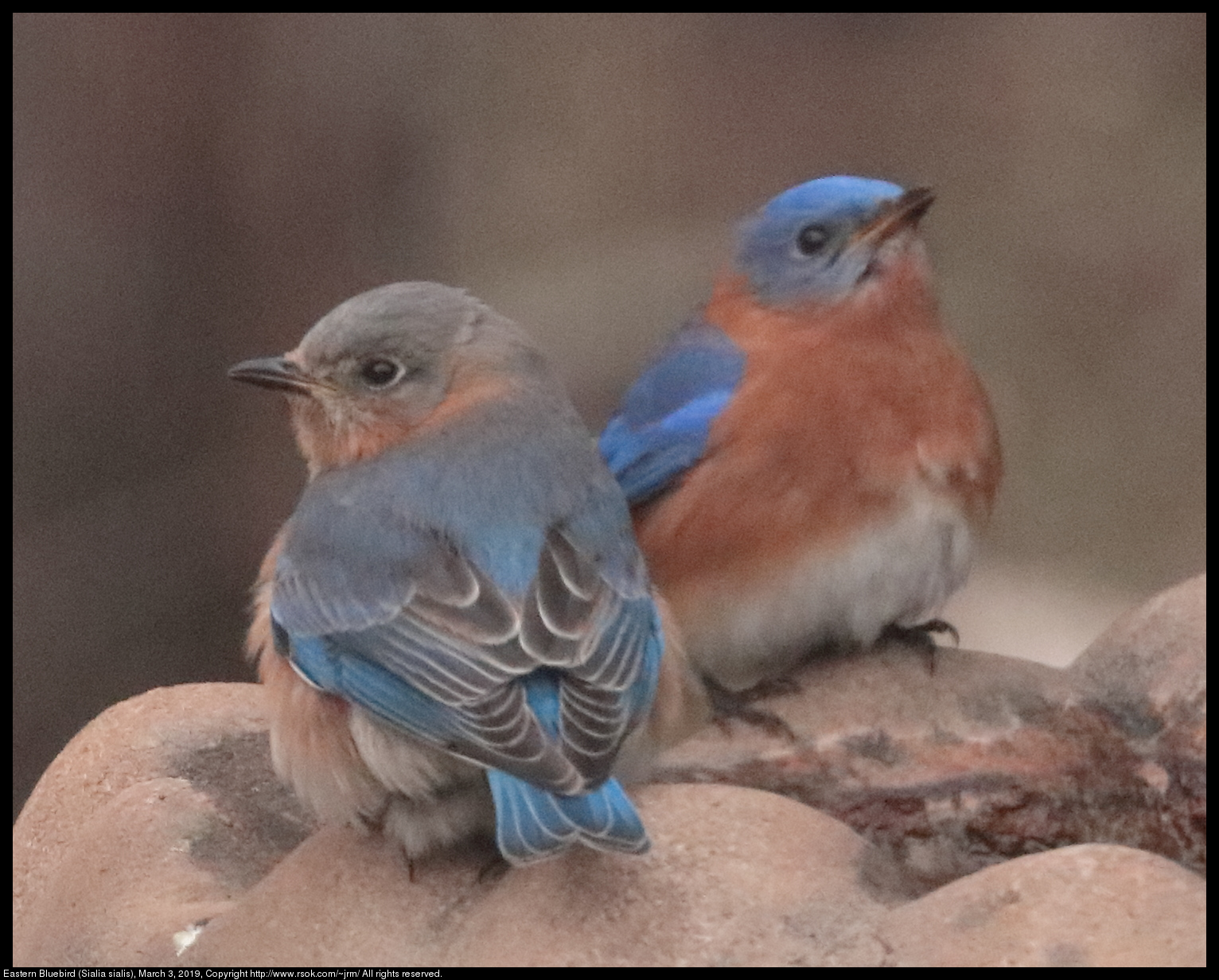 Eastern Bluebird (Sialia sialis), March 3, 2019