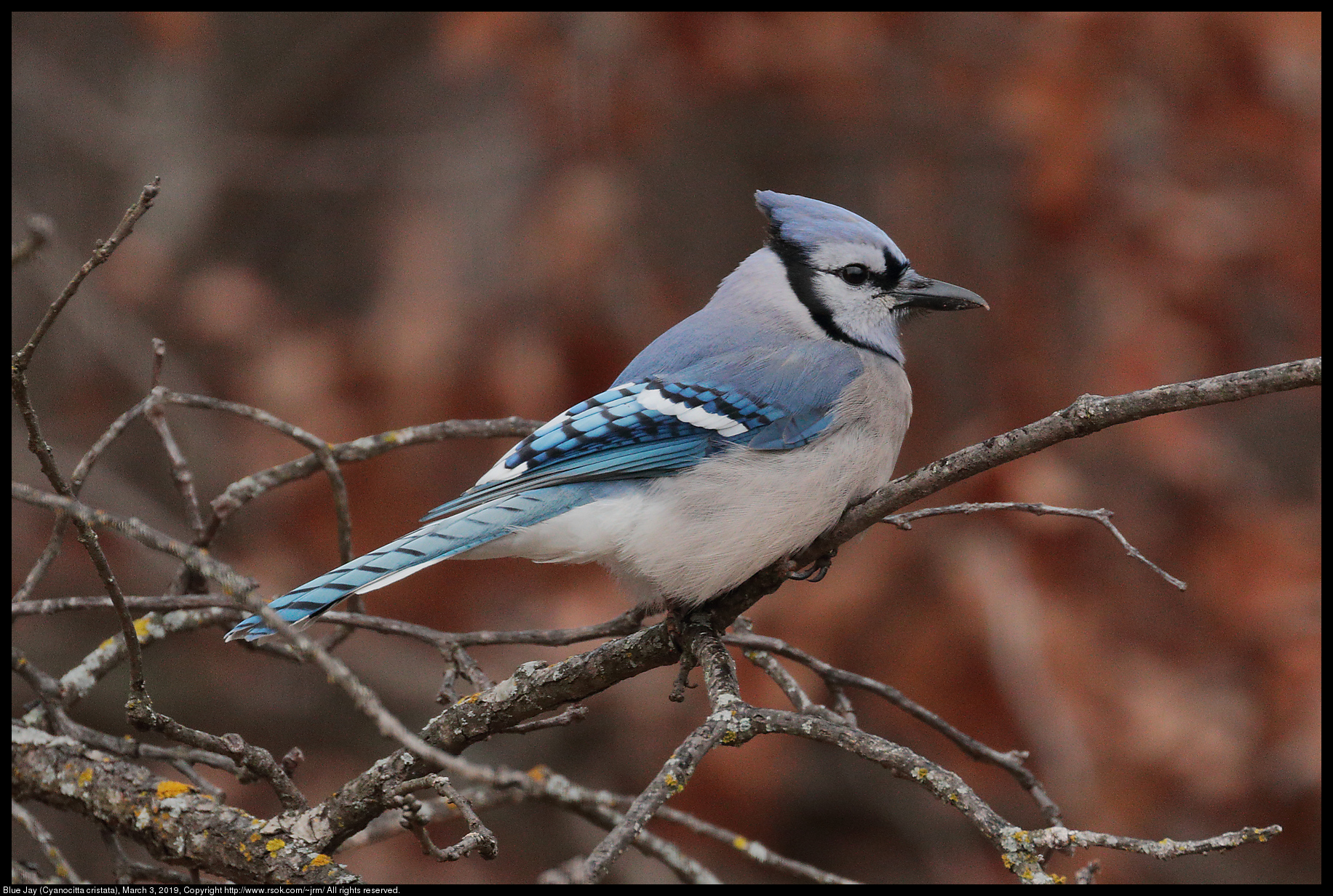 Blue Jay (Cyanocitta cristata), March 3, 2019