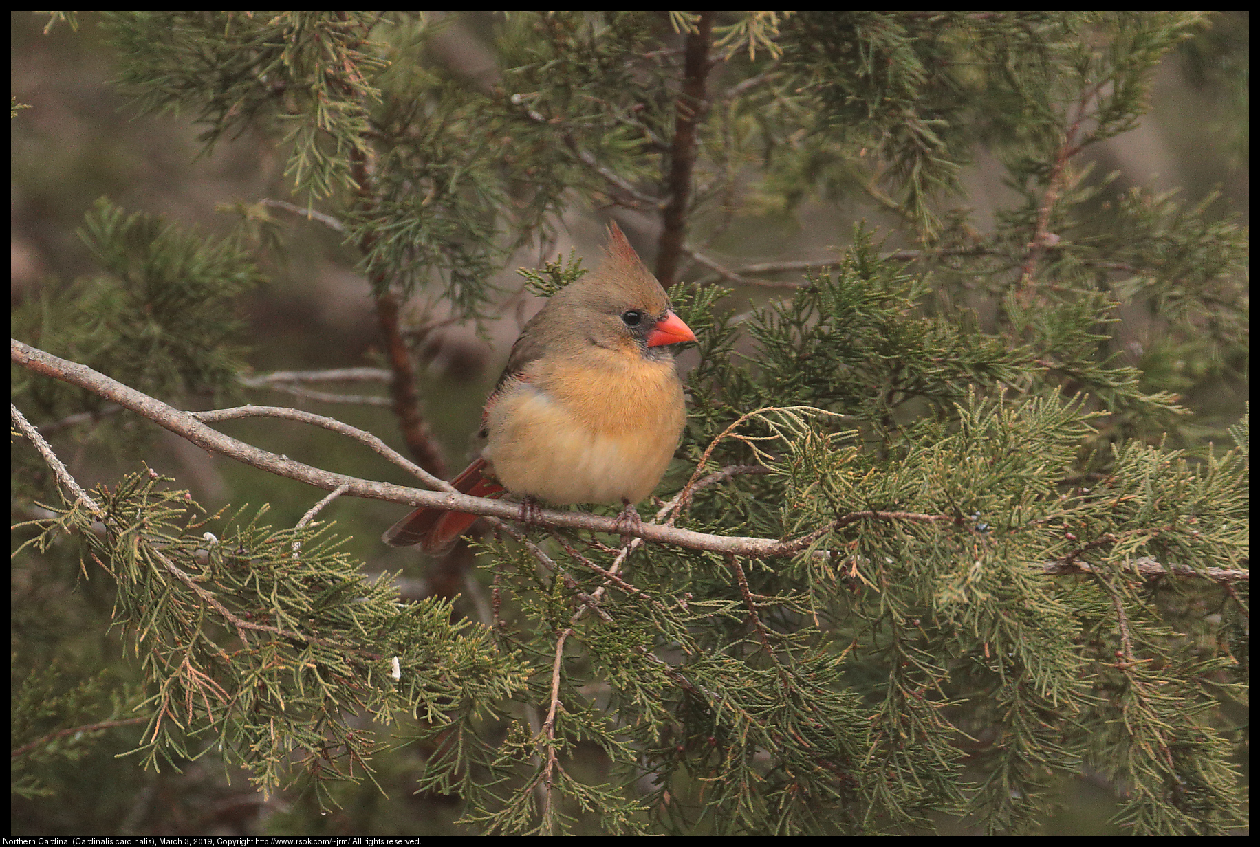 Northern Cardinal (Cardinalis cardinalis), March 3, 2019