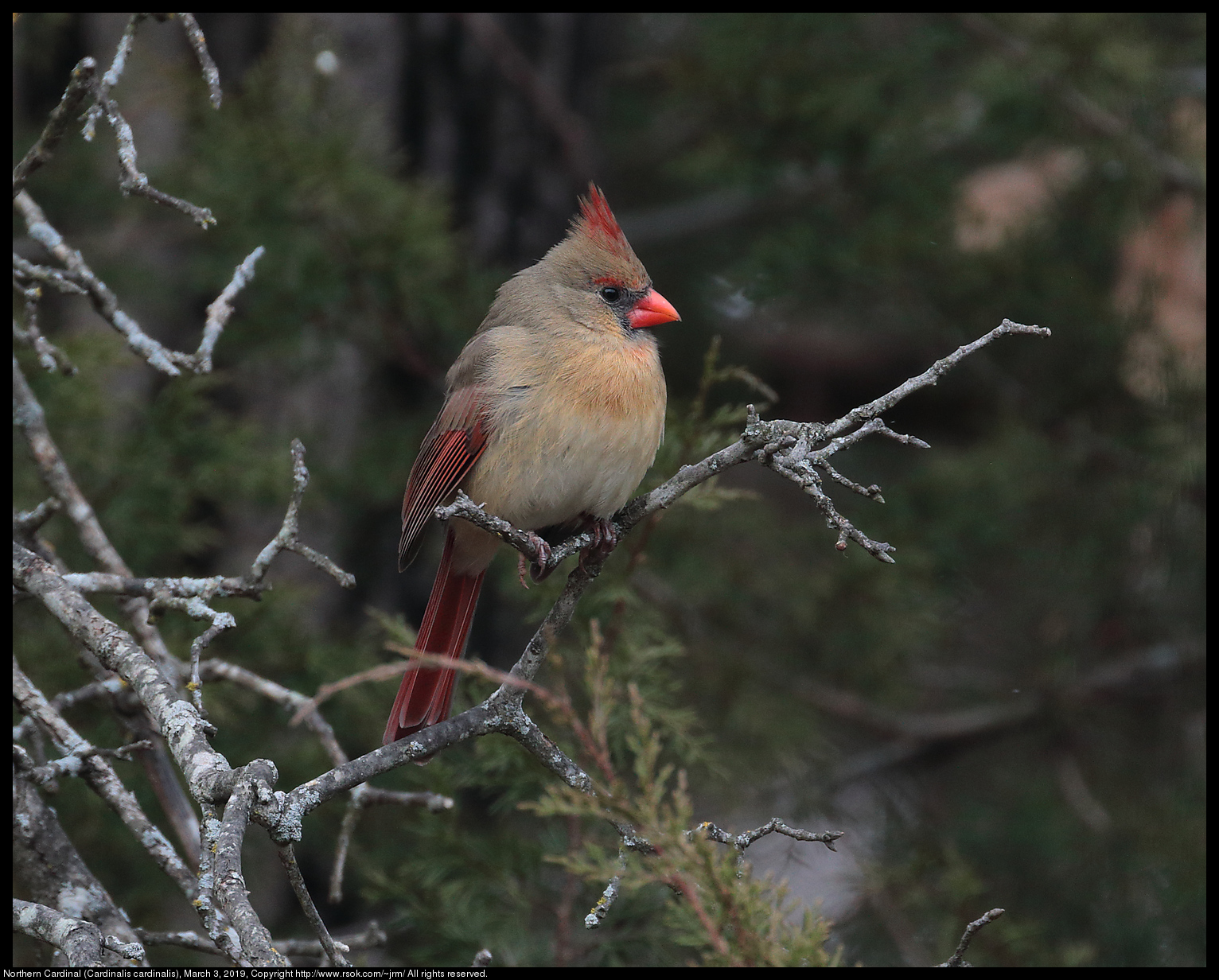 Northern Cardinal (Cardinalis cardinalis), March 3, 2019