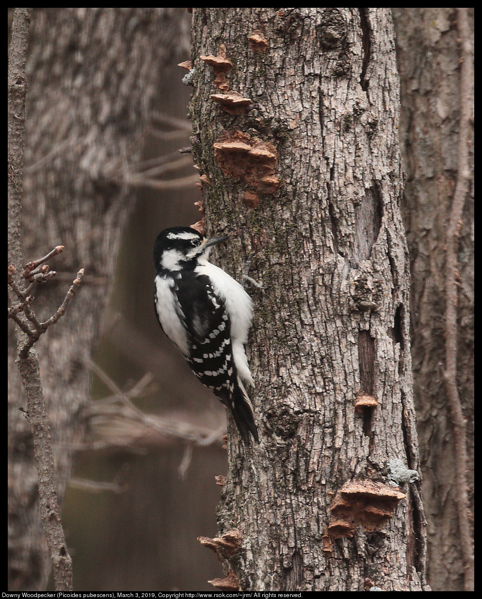 Downy Woodpecker (Picoides pubescens), March 3, 2019