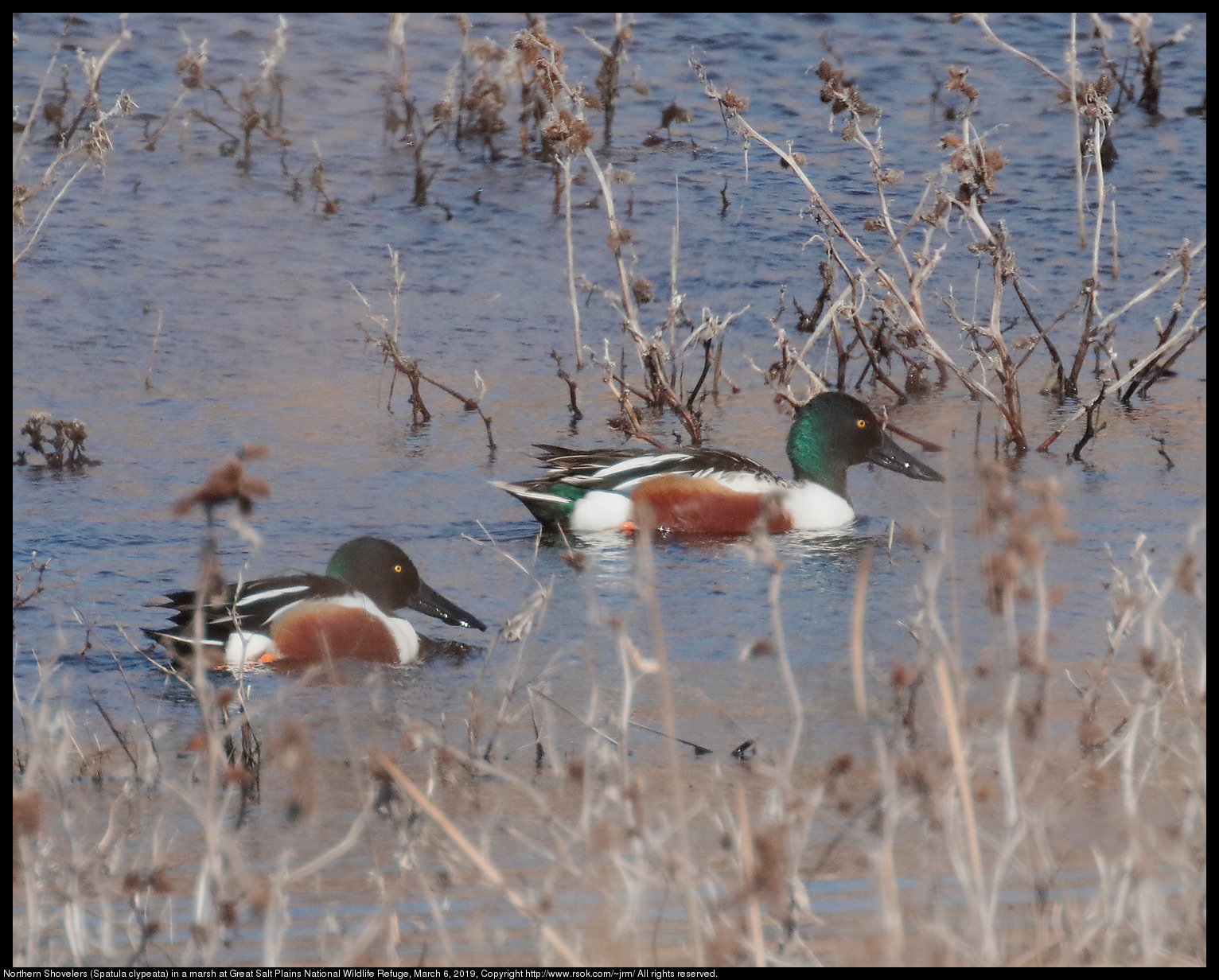 Northern Shovelers (Spatula clypeata) in a marsh at Great Salt Plains National Wildlife Refuge, March 6, 2019