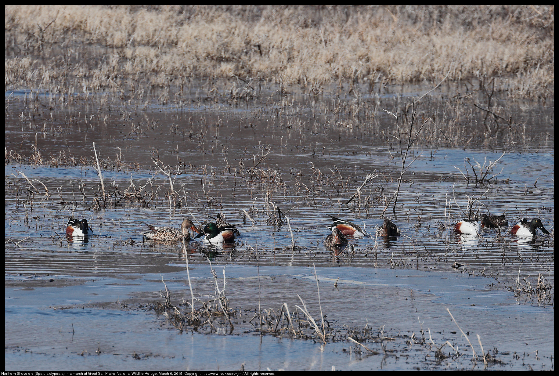 Northern Shovelers (Spatula clypeata) in a marsh at Great Salt Plains National Wildlife Refuge, March 6, 2019