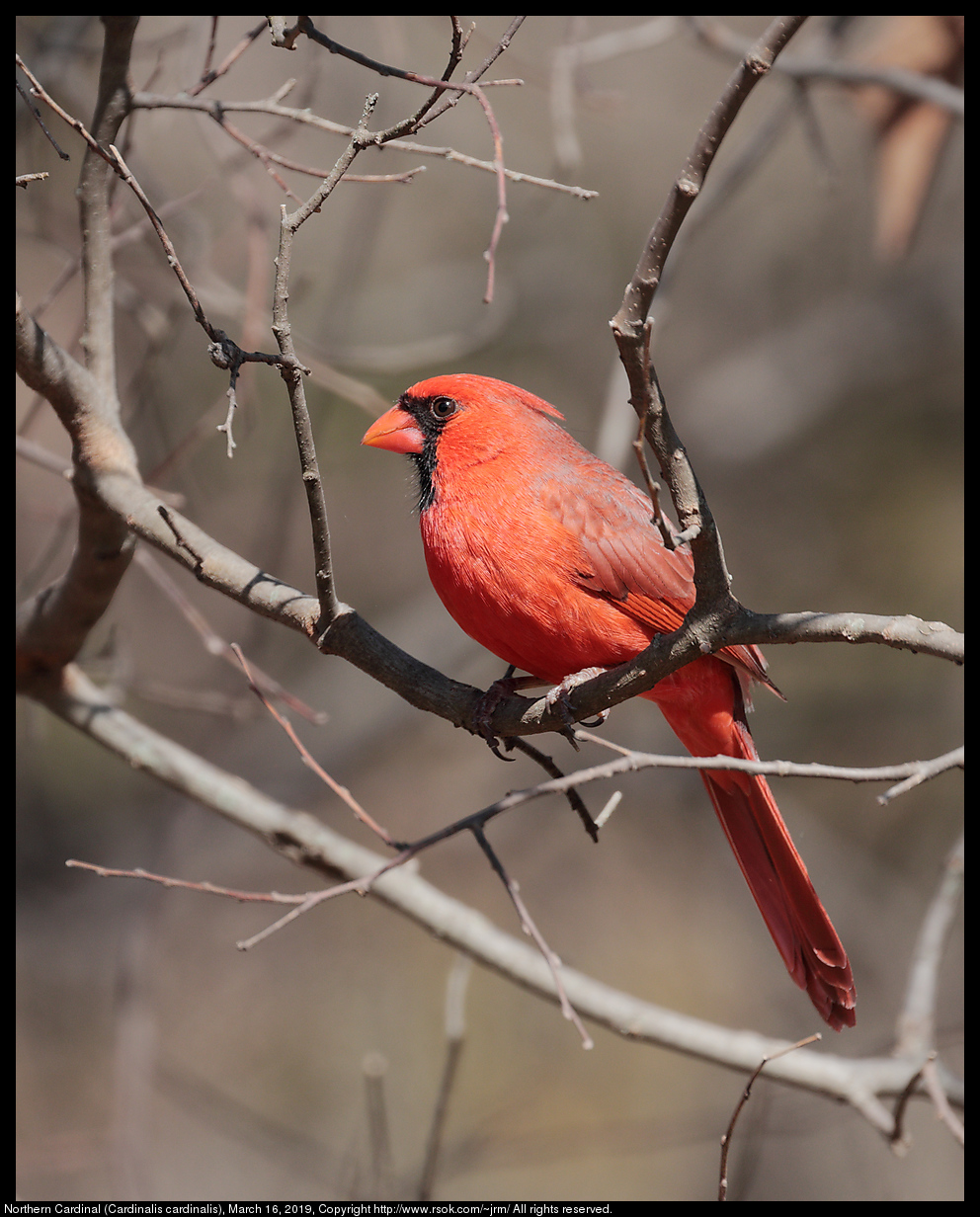 2019mar16_cardinal_IMG_6649c.jpg