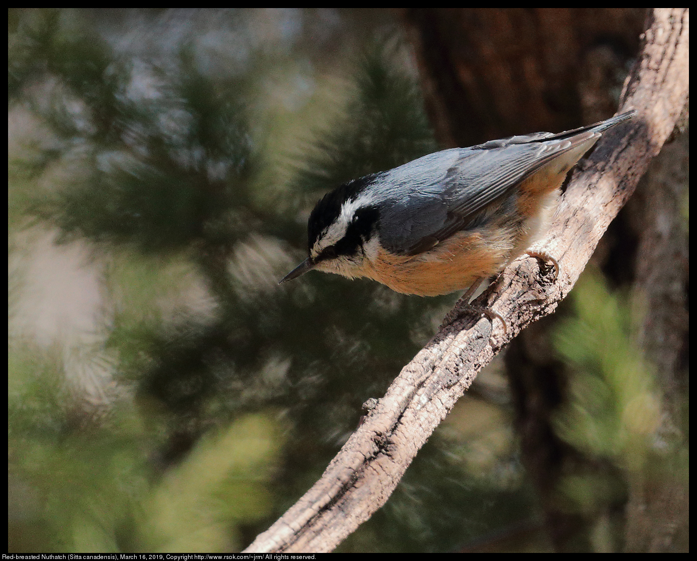 2019mar16_nuthatch_IMG_6590c.jpg