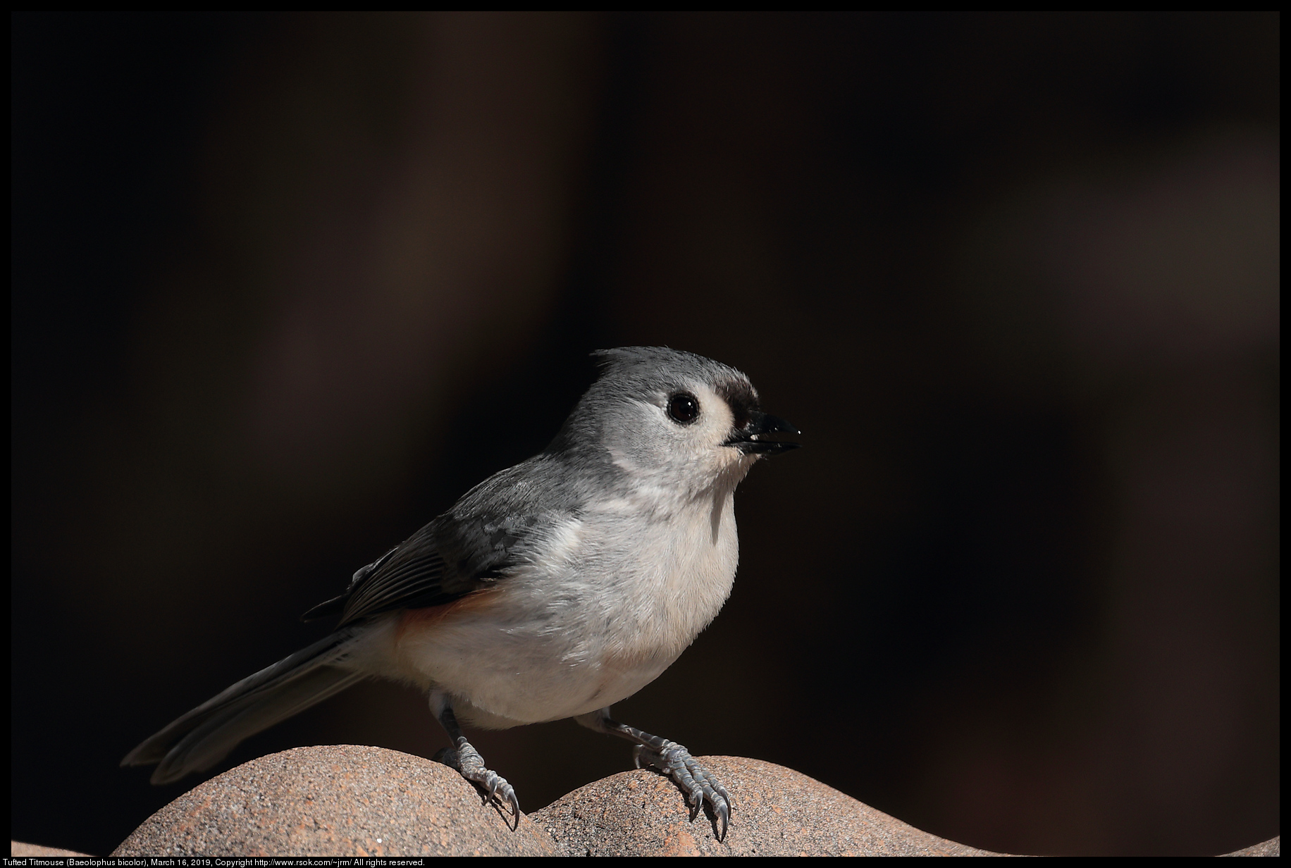 Tufted Titmouse (Baeolophus bicolor), March 16, 2019