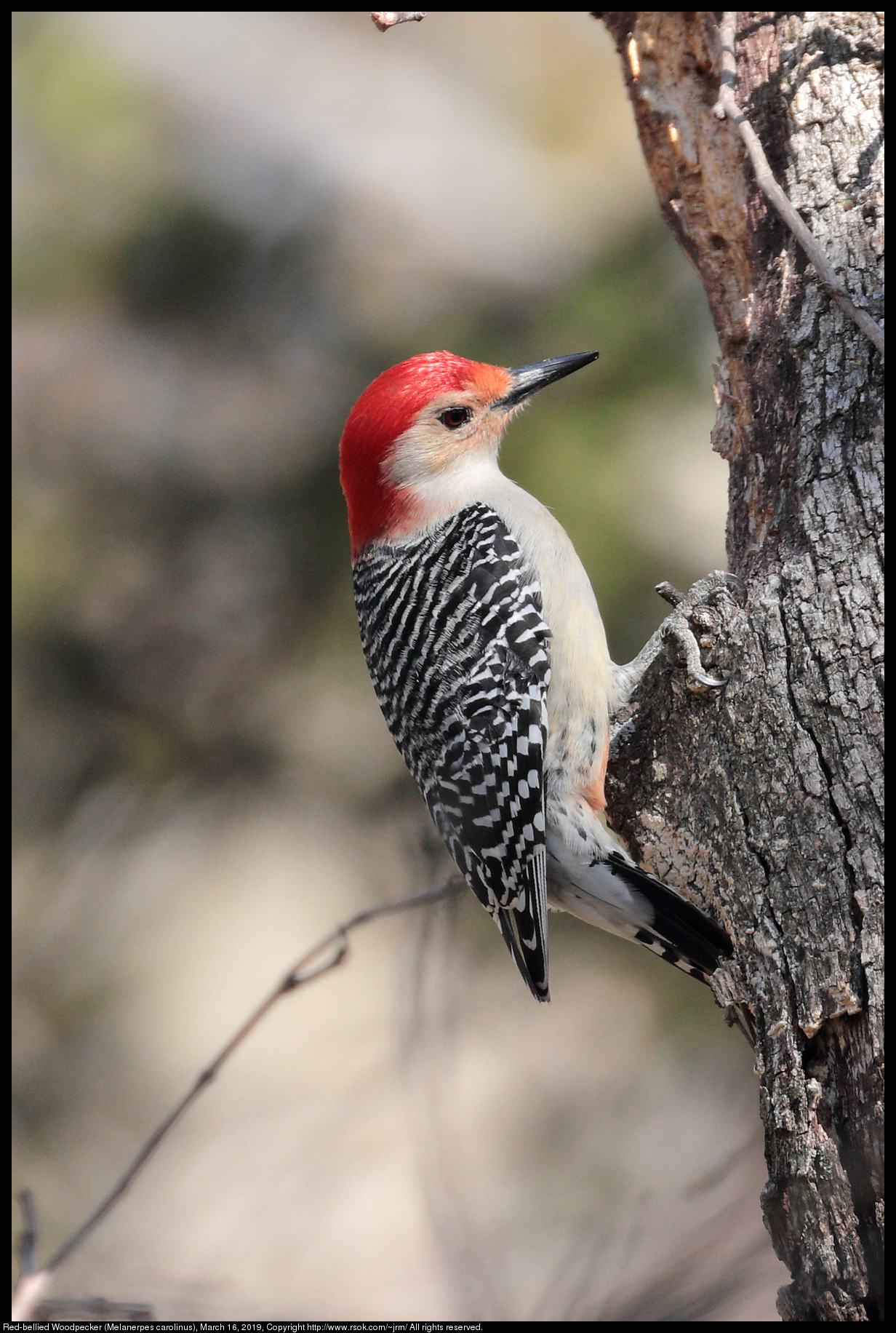 Red-bellied Woodpecker (Melanerpes carolinus), March 16, 2019