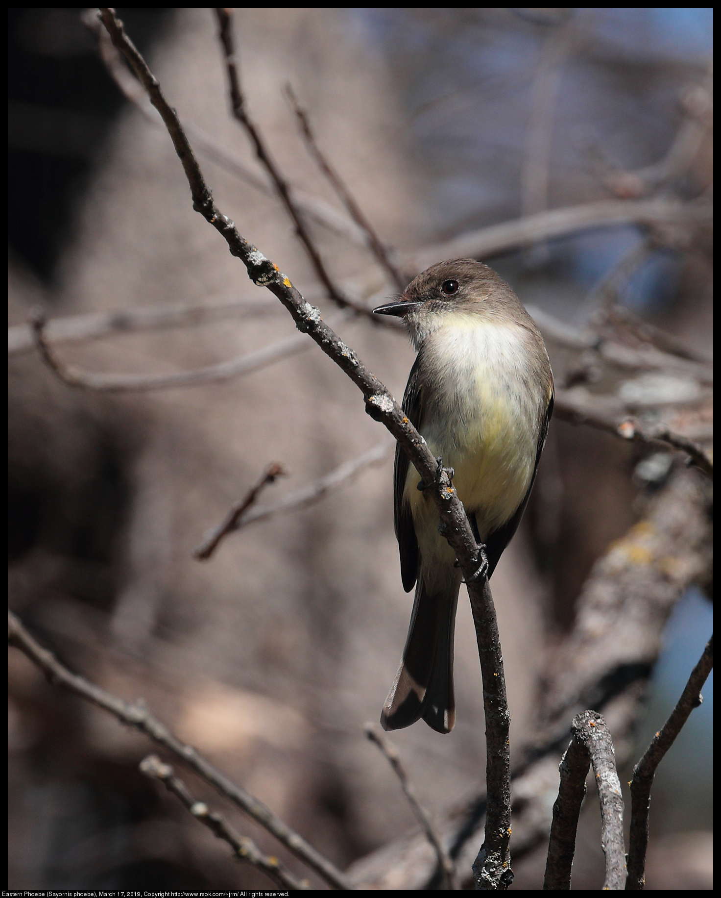 Eastern Phoebe (Sayornis phoebe), March 17, 2019