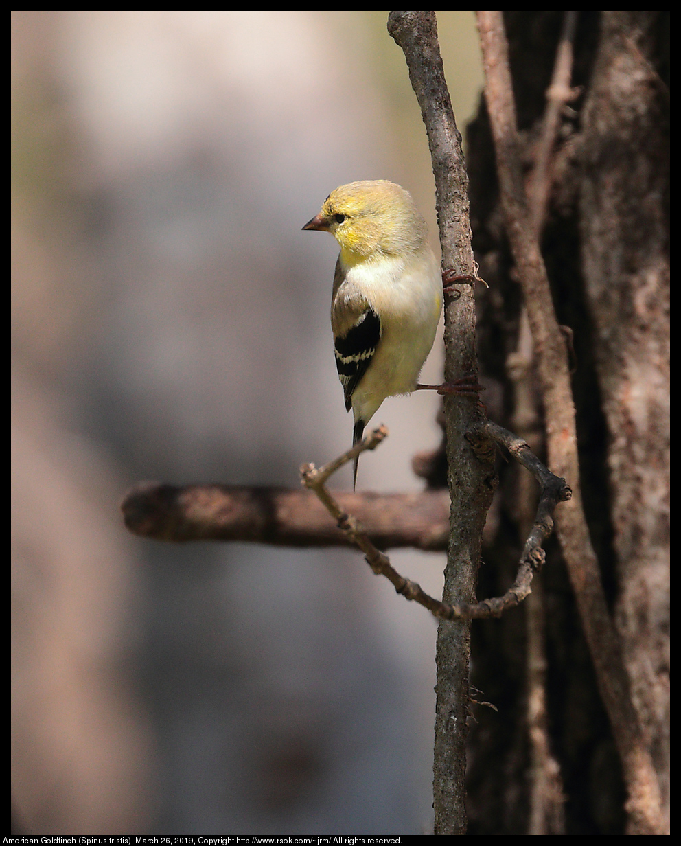 American Goldfinch (Spinus tristis), March 26, 2019