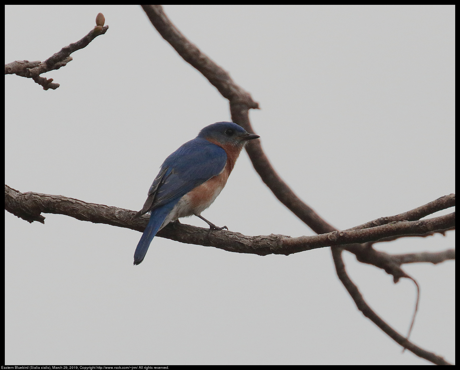 Eastern Bluebird (Sialia sialis), March 29, 2019