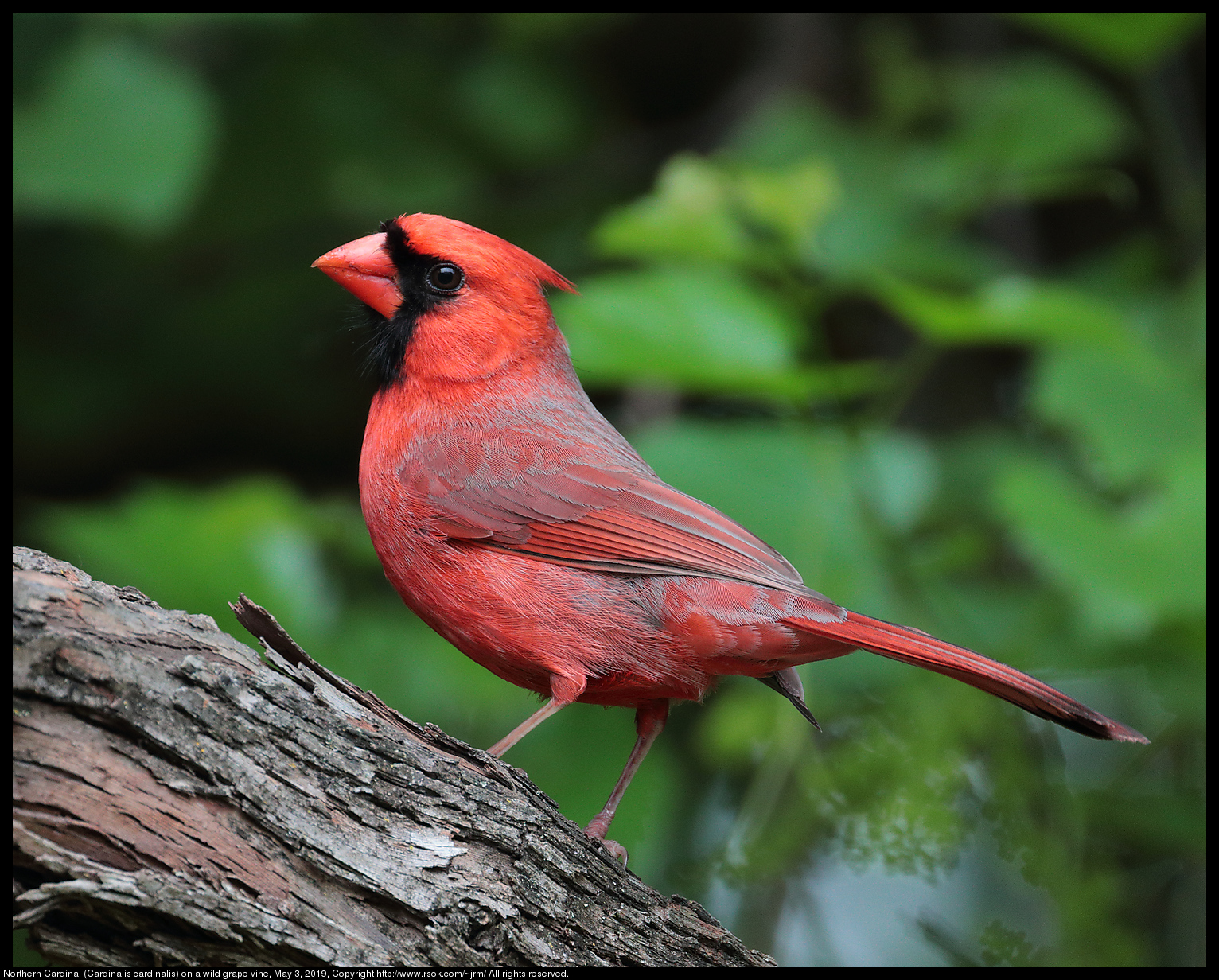 Northern Cardinal (Cardinalis cardinalis) on a wild grape vine, May 3, 2019