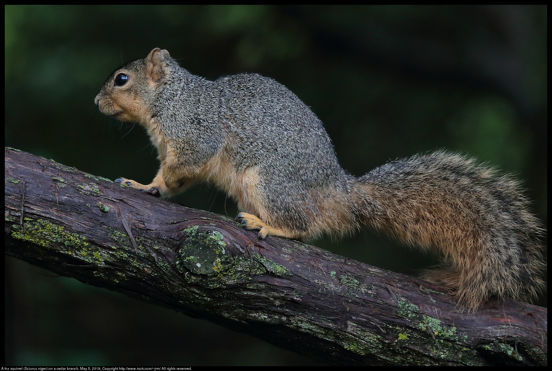 A fox squirrel (Sciurus niger) on a cedar branch, May 5, 2019