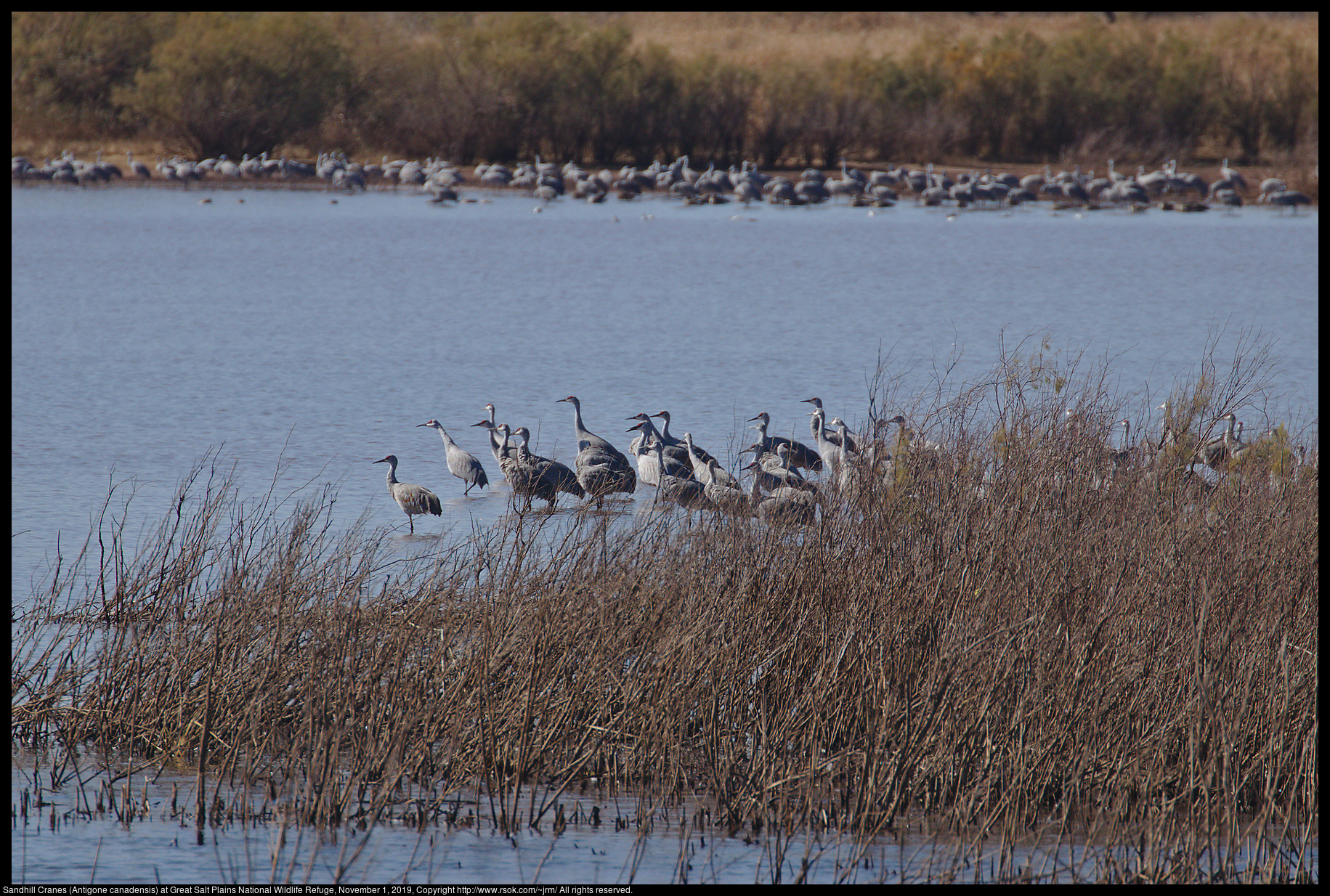 Sandhill Cranes (Antigone canadensis) at Great Salt Plains National Wildlife Refuge, November 1, 2019