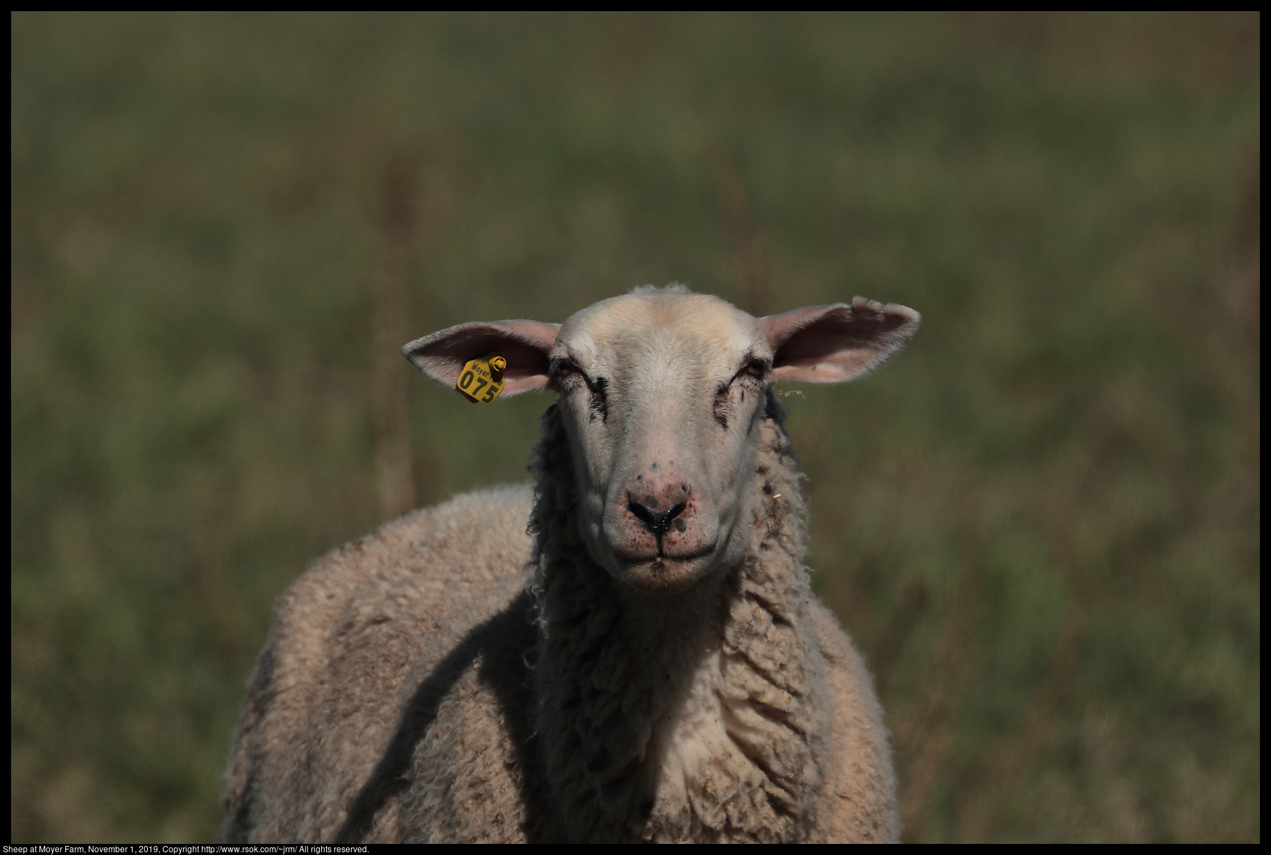 Sheep at Moyer Farm, November 1, 2019